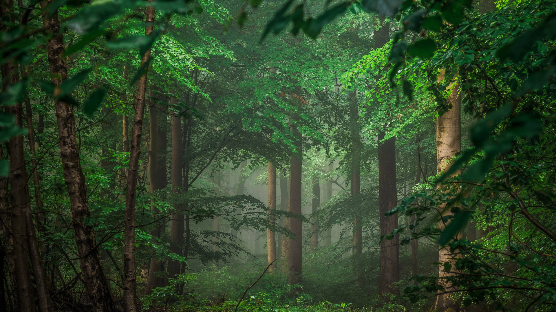 8K Ultra HD Natur Tropisk Skog