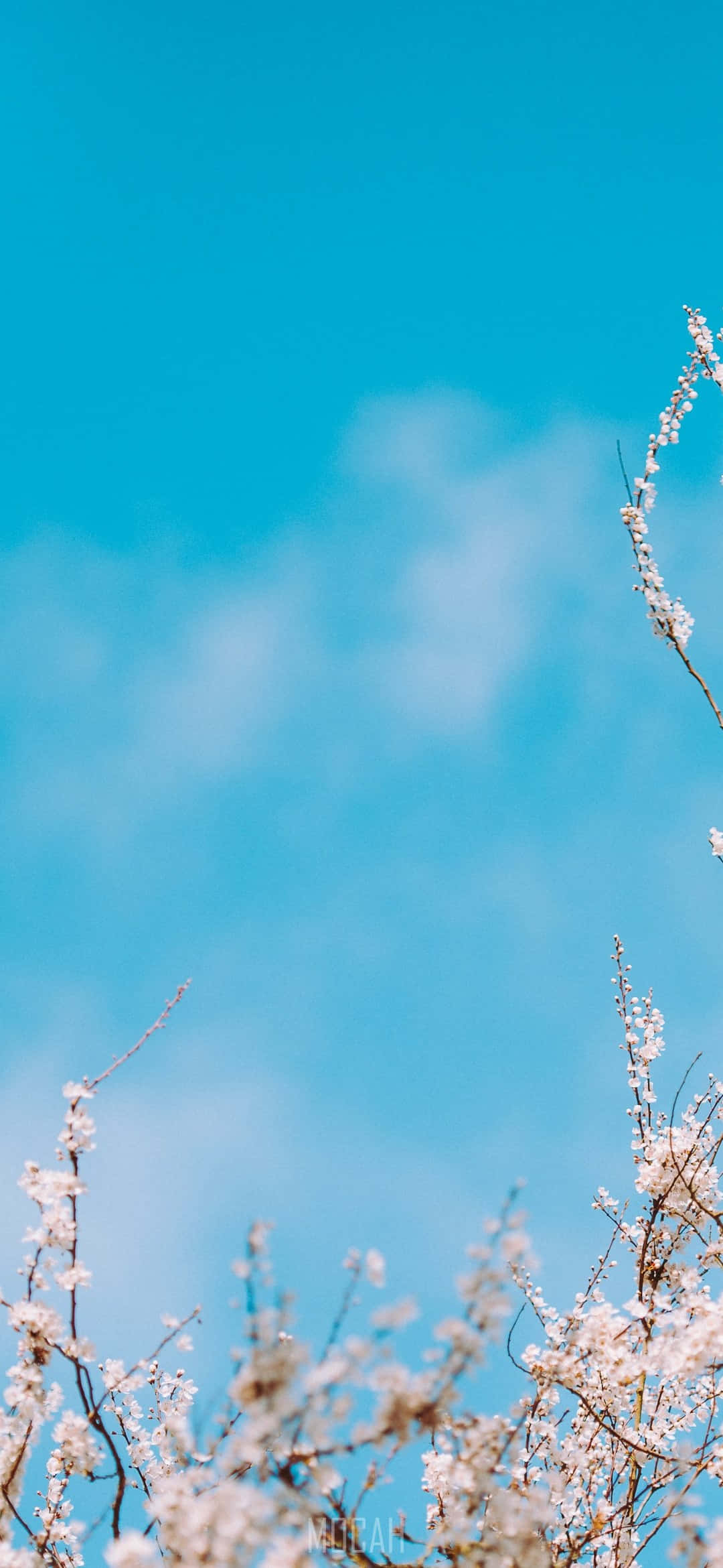 Babyblå lysblå estetiske hvite blomster Bakgrunner