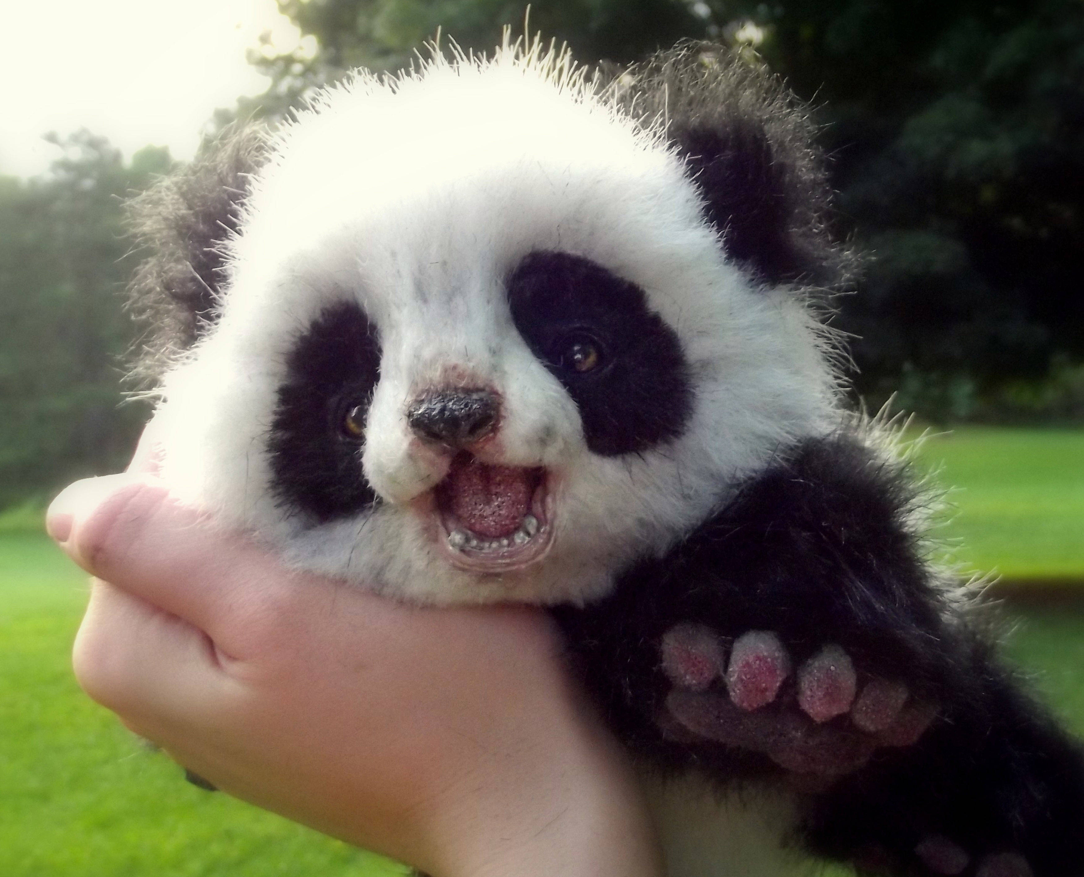 Babypanda med klemt kinn Bakgrunner