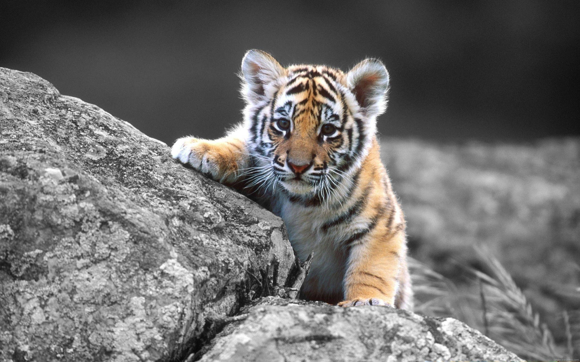 Babytiger fullskjerm HD skrivebord