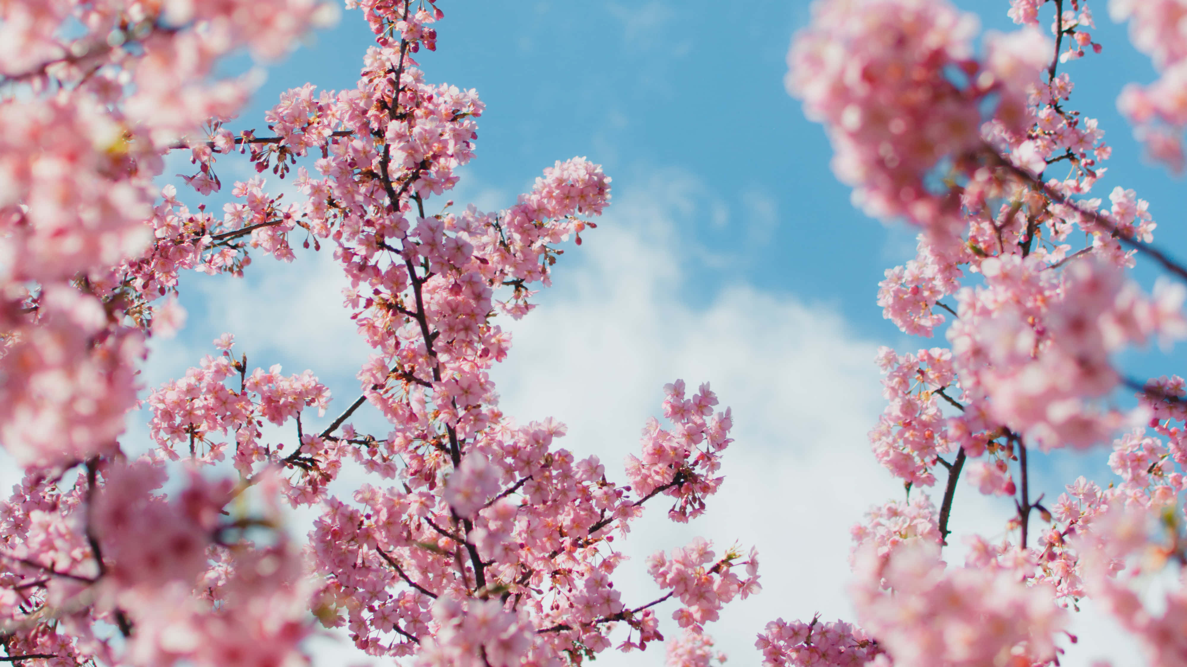Bakgrunn med kirsebærblomster Bakgrunner