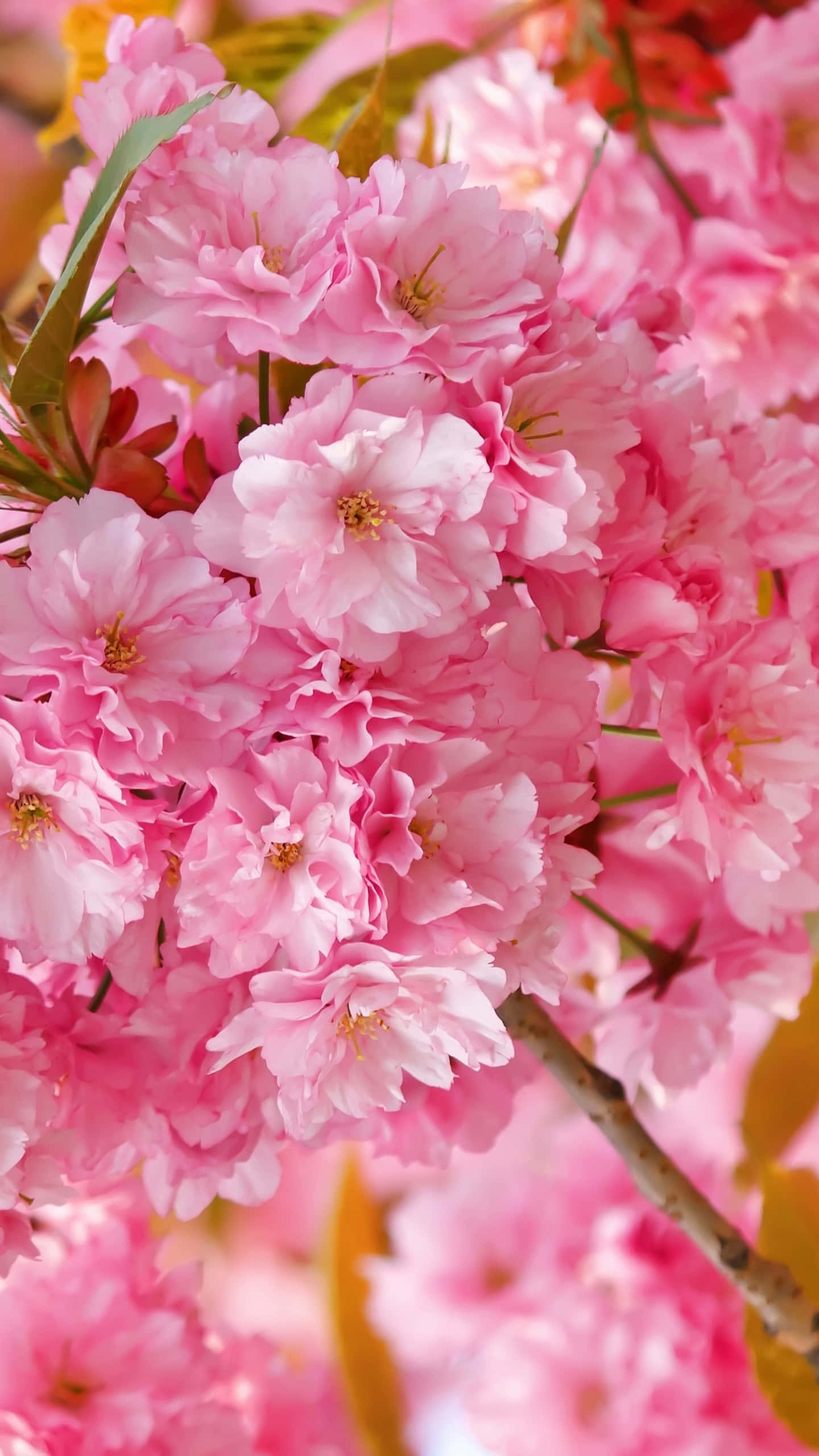 Bakgrunn med kirsebærblomster Bakgrunner