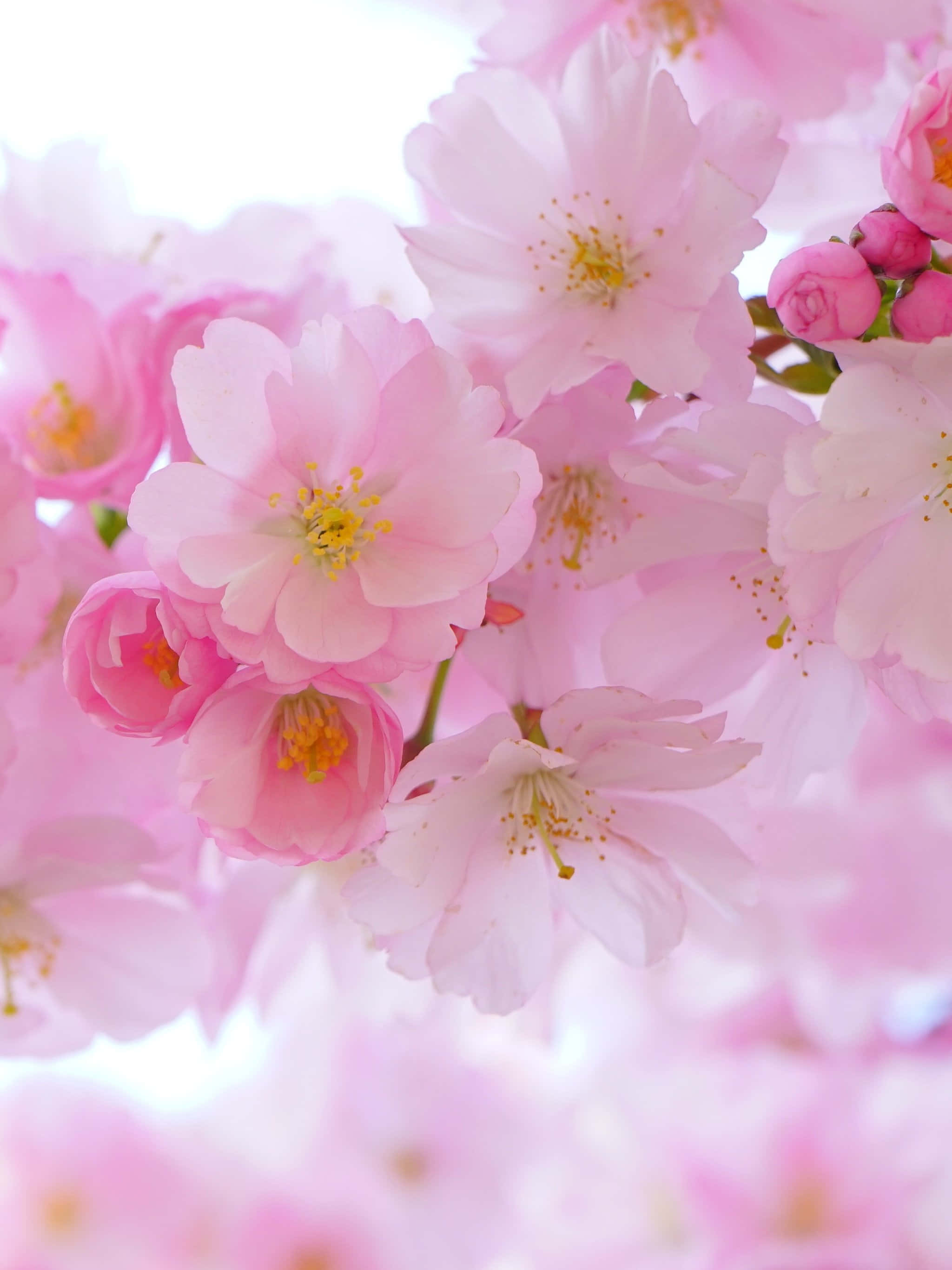Bakgrunn med kirsebærblomster Bakgrunner