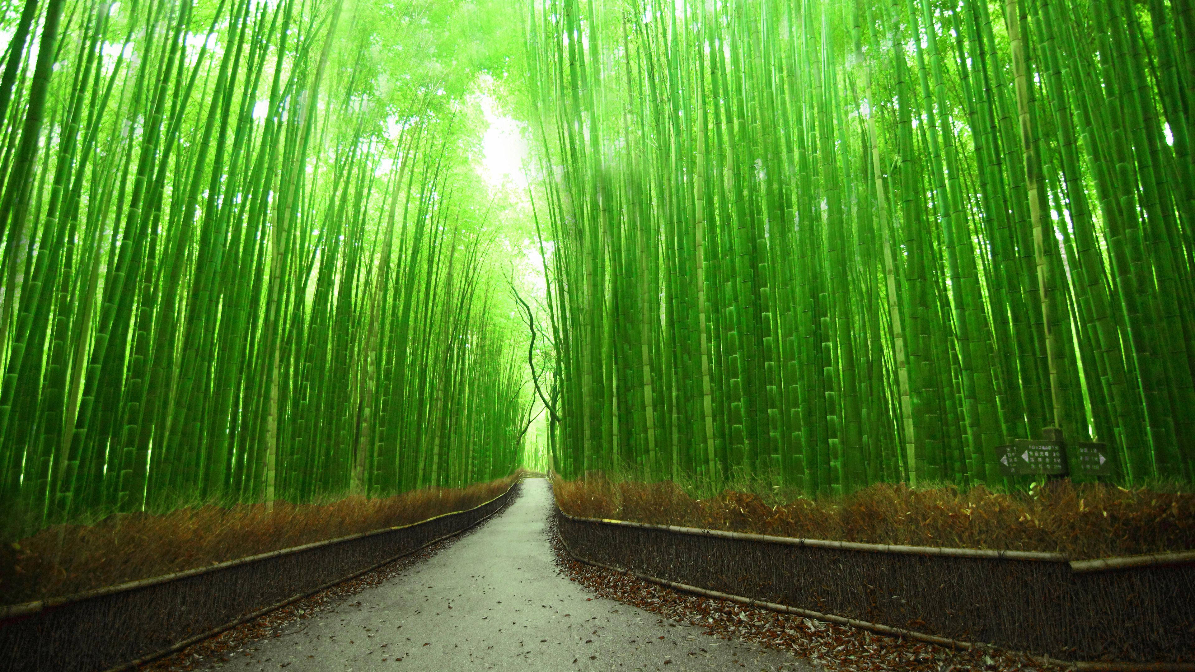 Bambus 4K-sti Kyoto Japan Bakgrunner