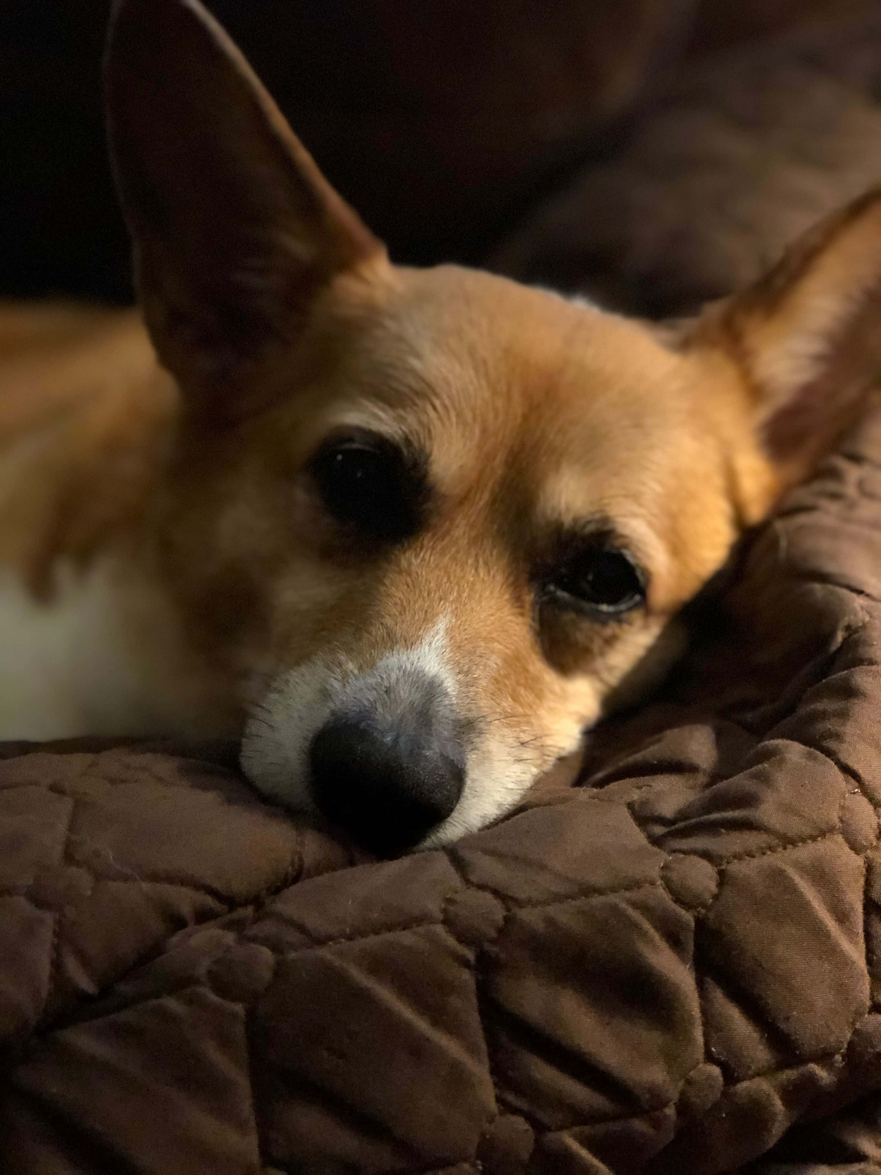 Bare en Corgi som nyter sommeren Bakgrunner
