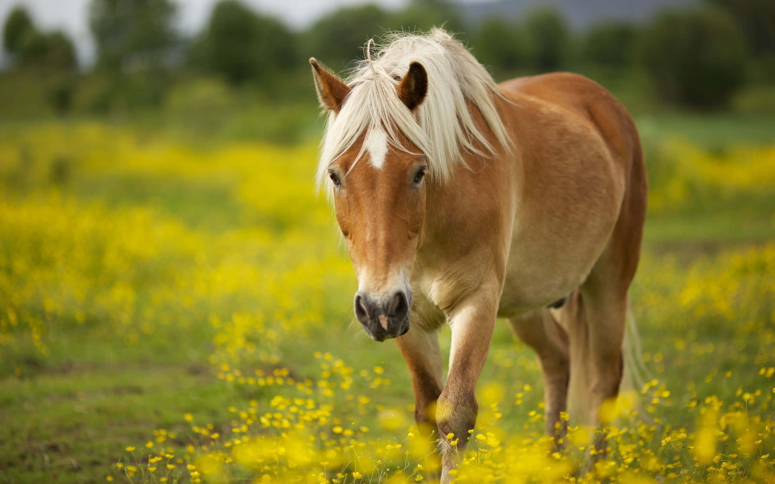 Bare ett av naturens underverker Bakgrunner