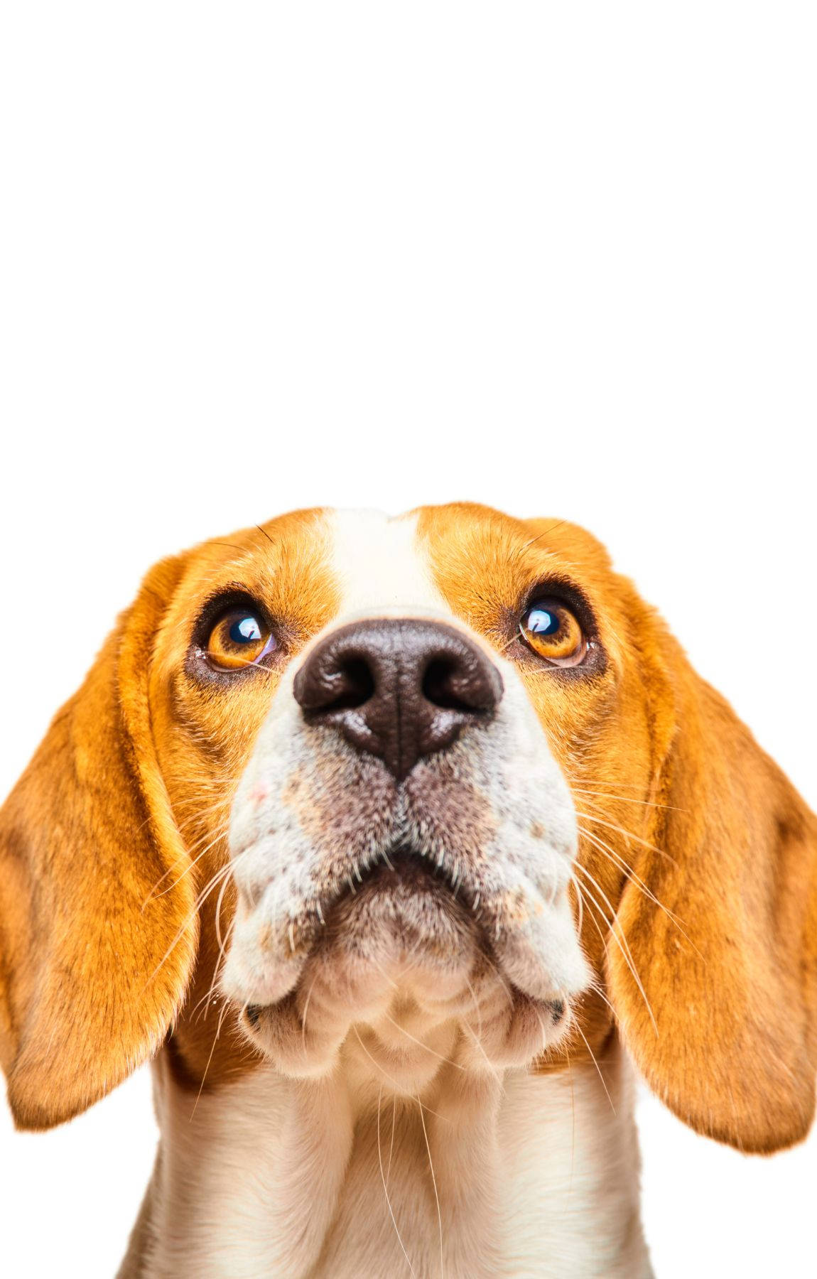 Beaglehund som ser opp – hodebilde Bakgrunner
