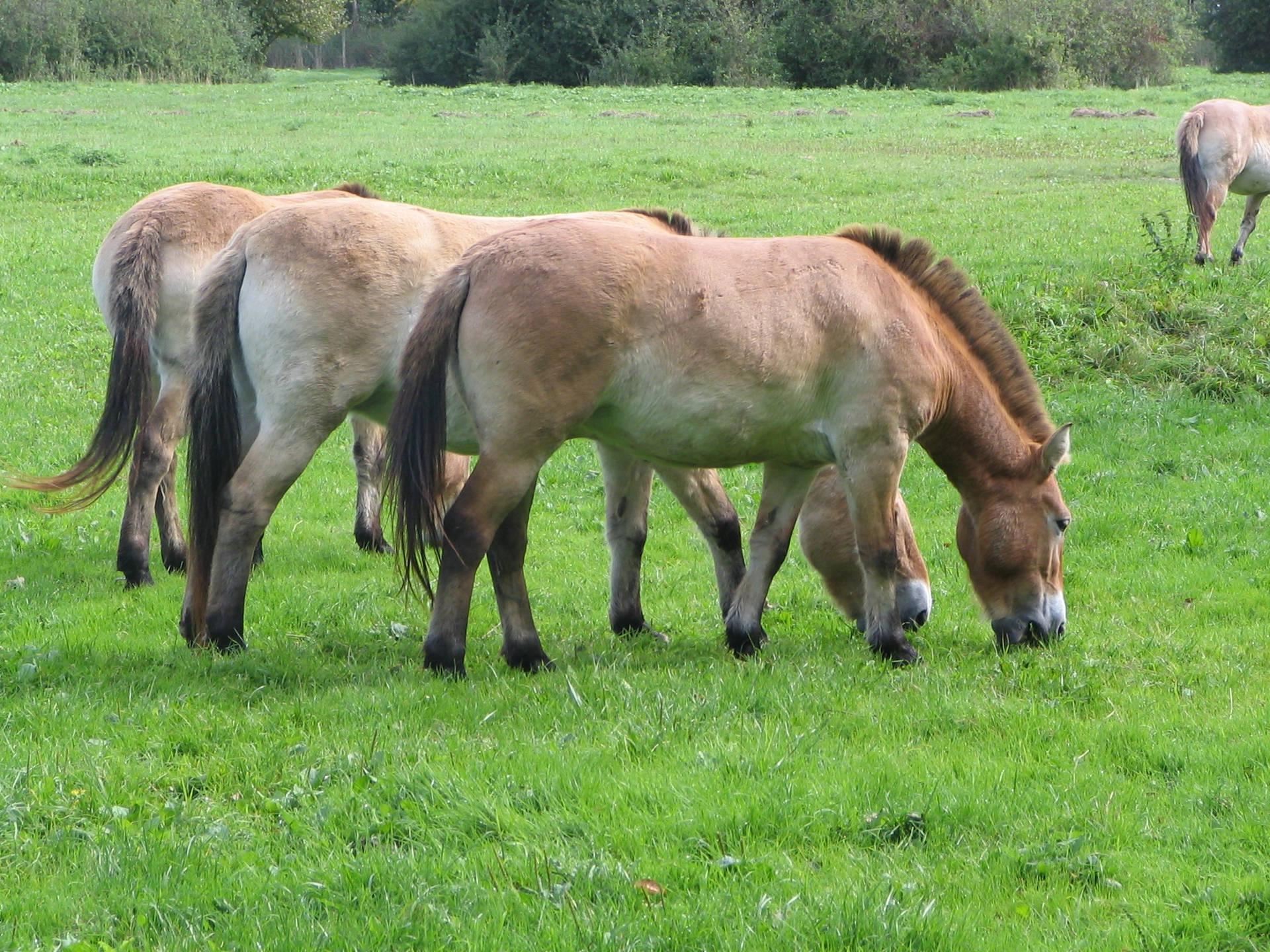 En flokk beitende Przewalski-hest bakgrunnsbilde