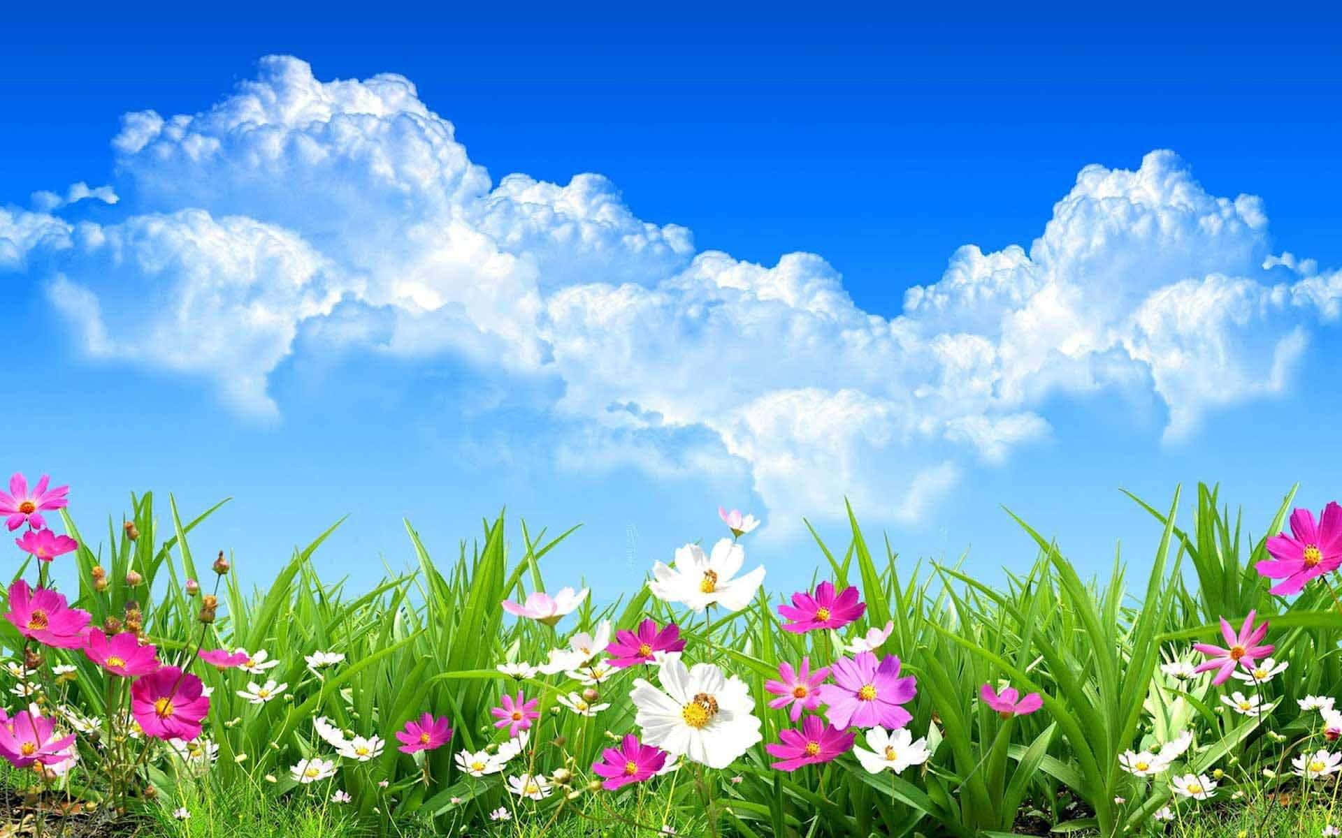 Beste blomsterbakgrunn under blå himmel Bakgrunner