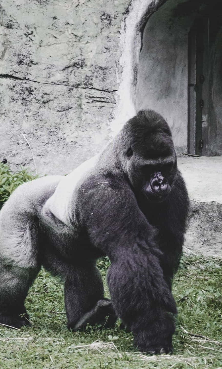 Beste gorilla mot betongbakgrunn Bakgrunner