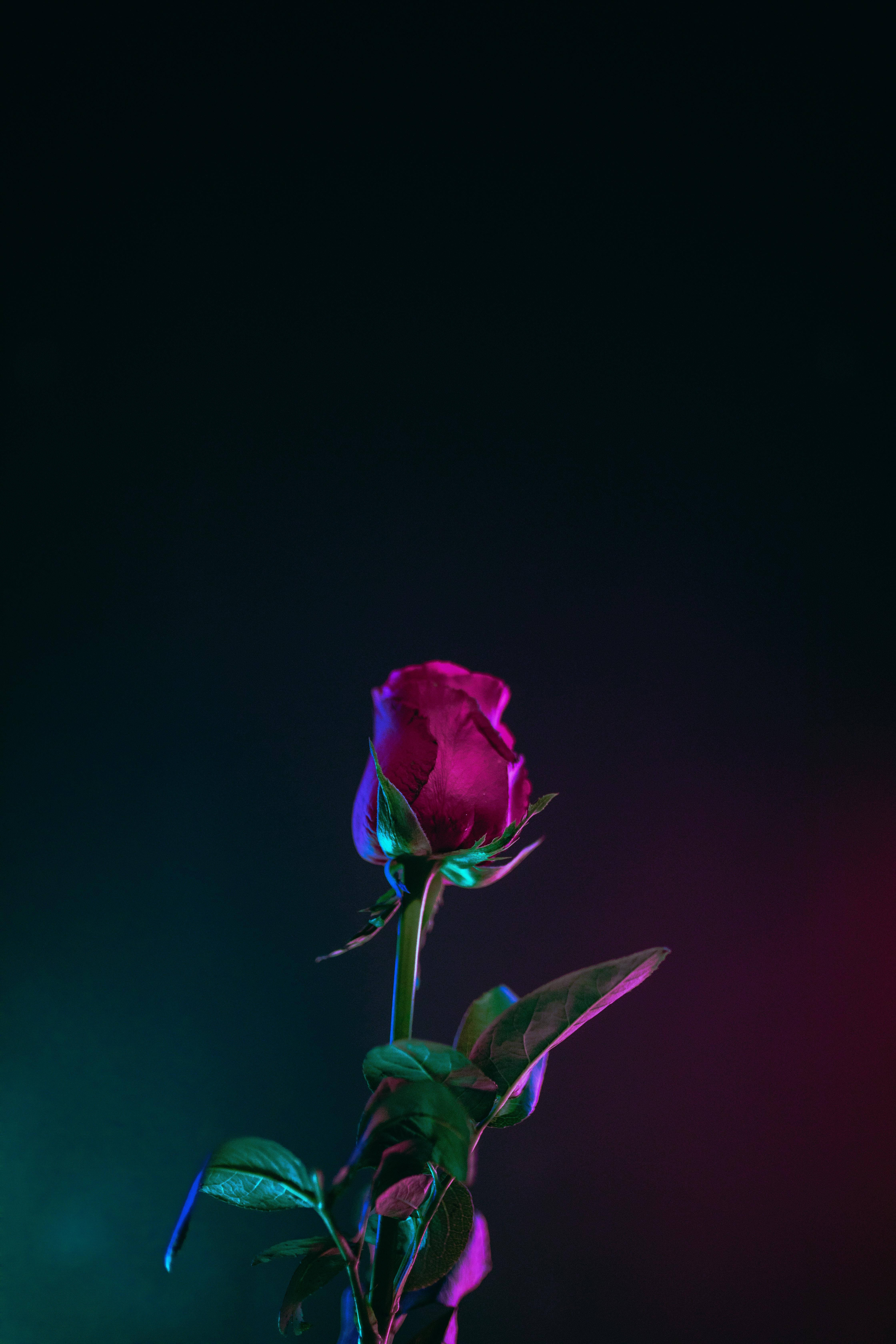Beste OLED Rose Neon Lights Bakgrunner