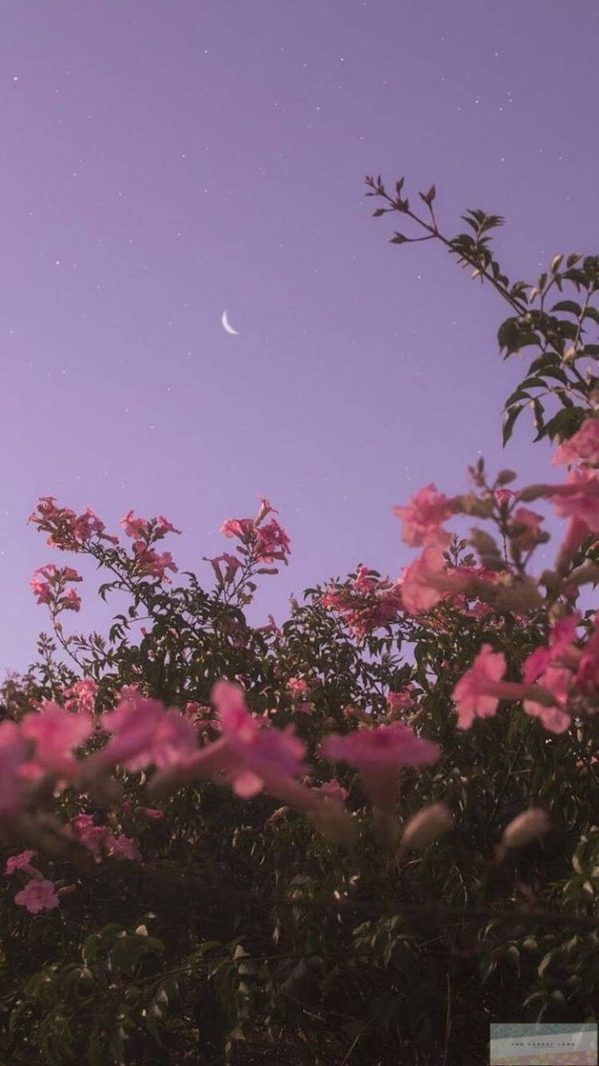 Beundre den rolige skjønnheten til den rosa blomsten mot himmelen, bakgrunnen gir en fantastisk estetikk til din iPhone X. Bakgrunner