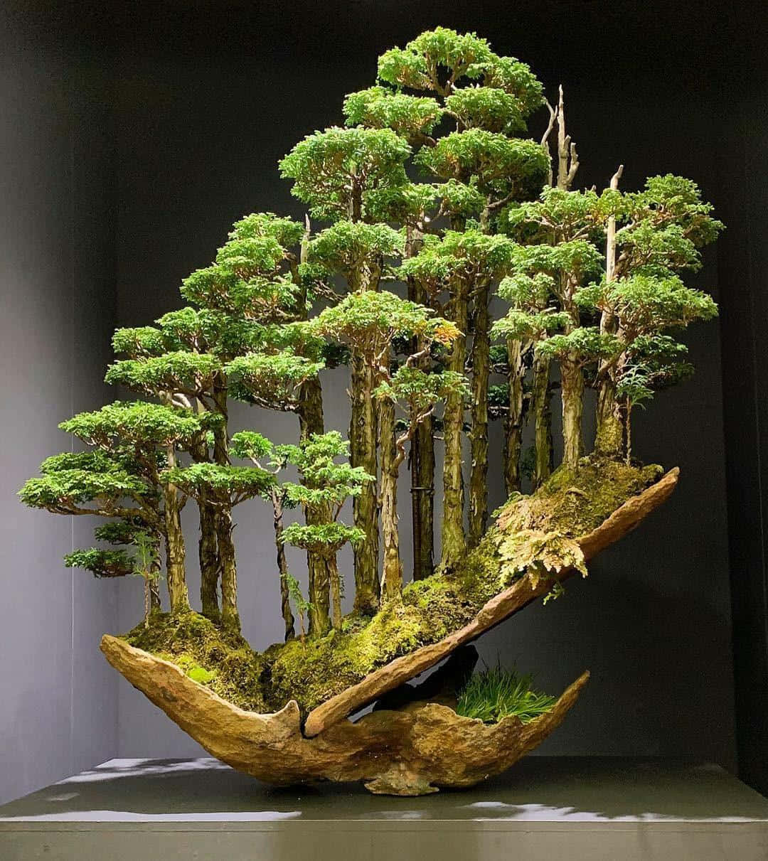 Beundre skjønnheten til et modent bonsaitre Bakgrunner