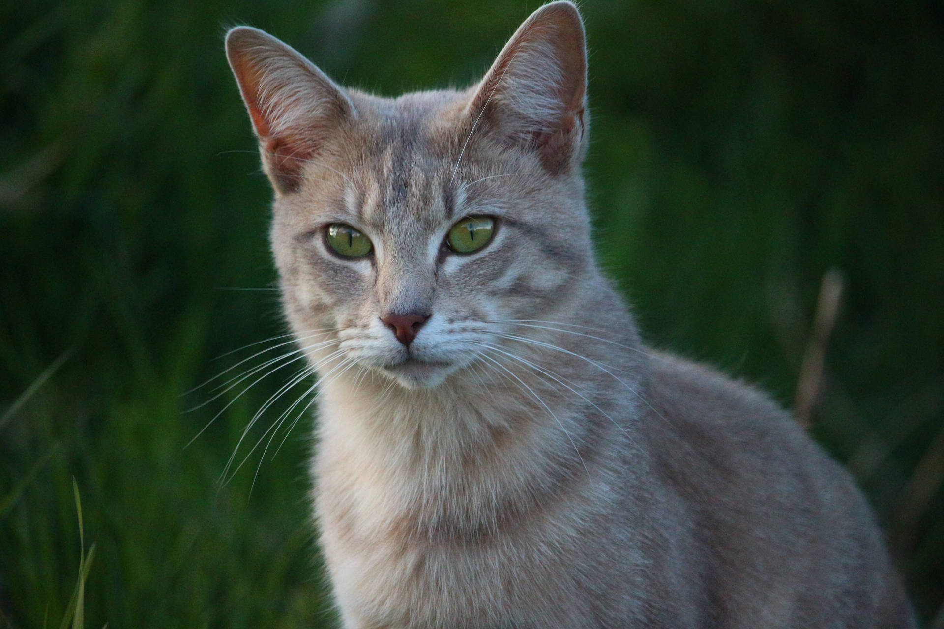 Forhåndsvisning av bakgrunnsbilde katt, ansikt, øyne