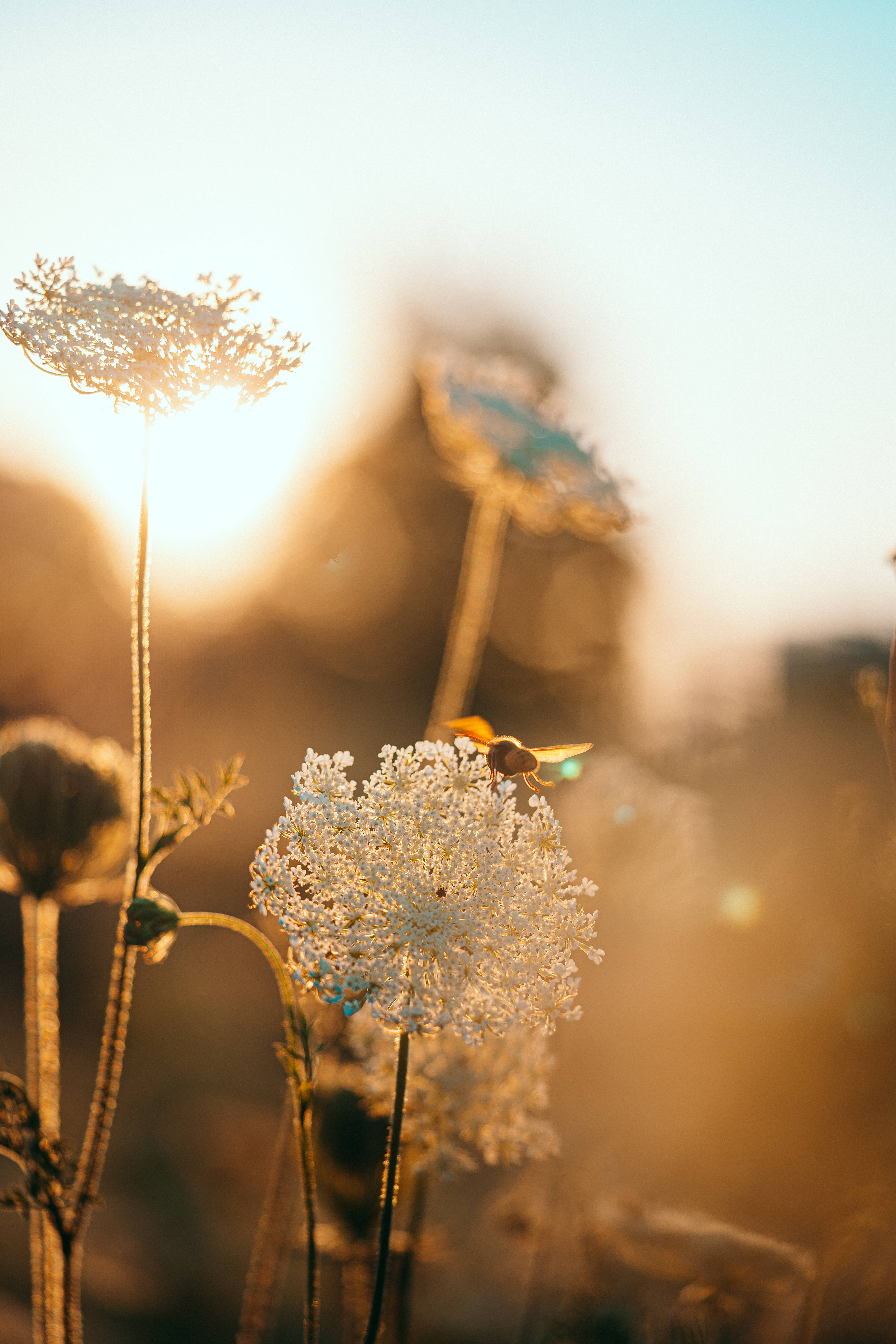 Bi i estetisk blomst Bakgrunner