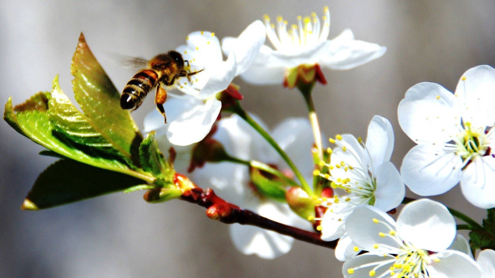 Bi på hvit kirsebærblomst Bakgrunner