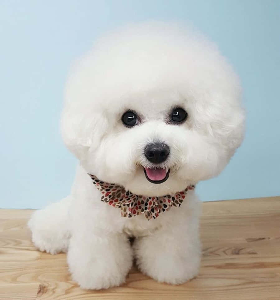 "Bichon Frisé: en vakker hund for alle!" Bakgrunner