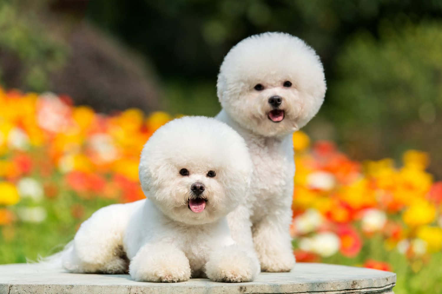 Bichon Frise små hunder bilde Bakgrunner