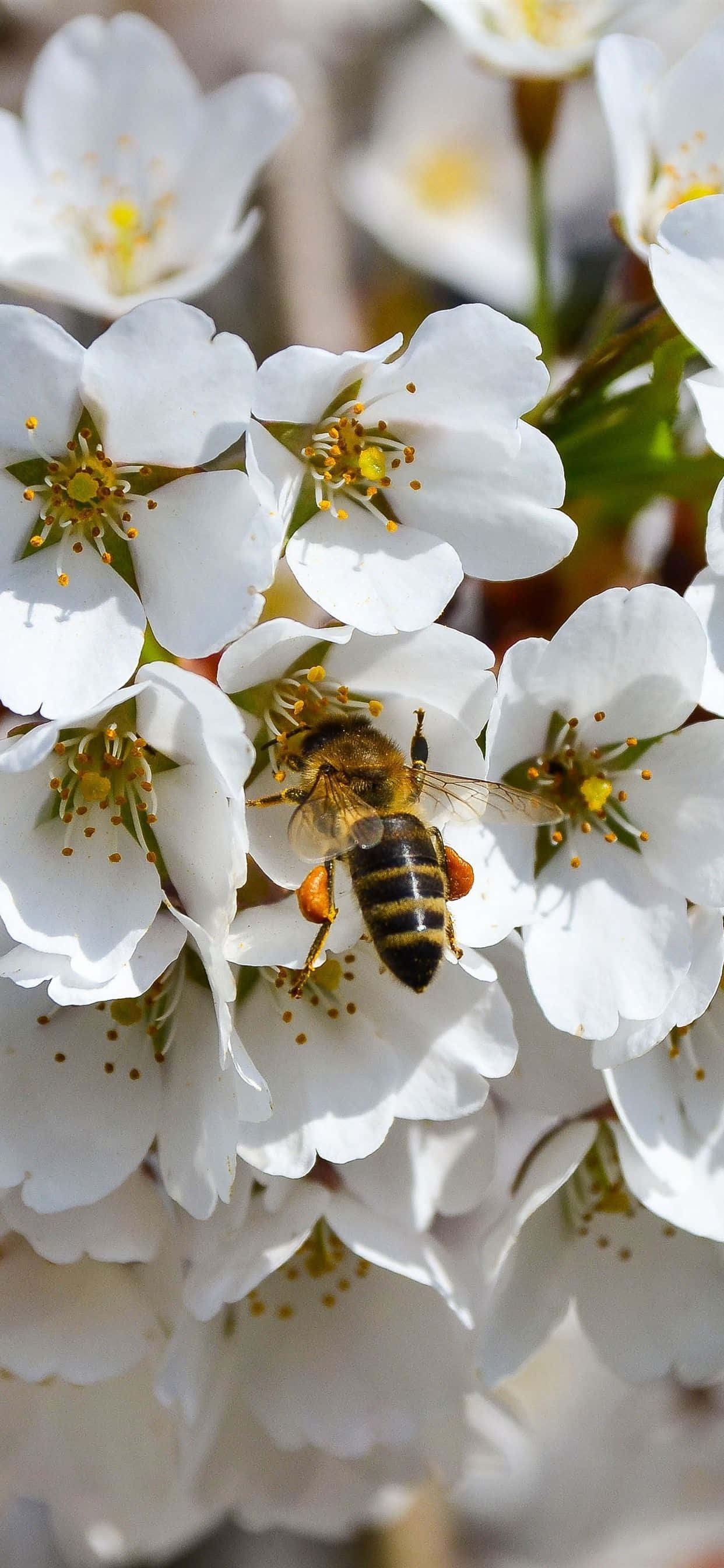 Bie som samler fra hvite blomster iPhone Bakgrunner