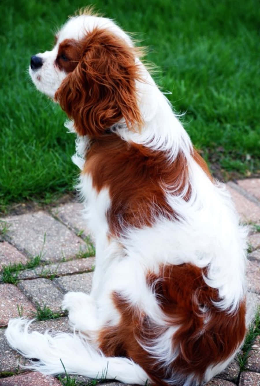 Bilde av Cavalier King Charles Spaniel Bakgrunner
