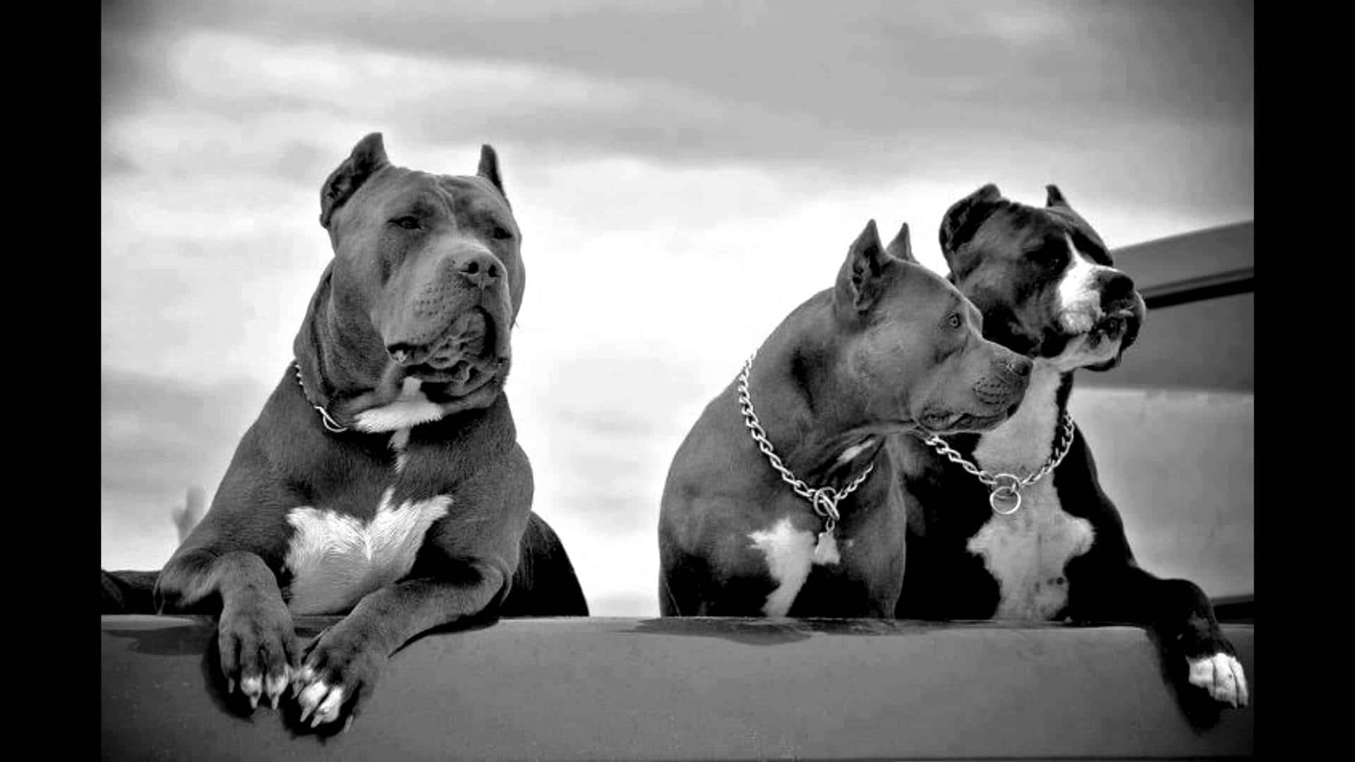 Bilde av tre Pitbull-hunder i flokk Bakgrunner