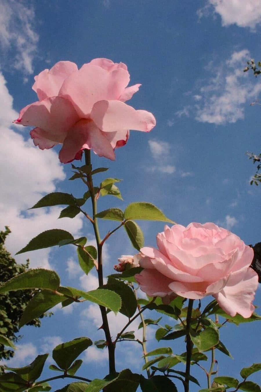 Bilde – En estetisk rosa blomst Bakgrunner