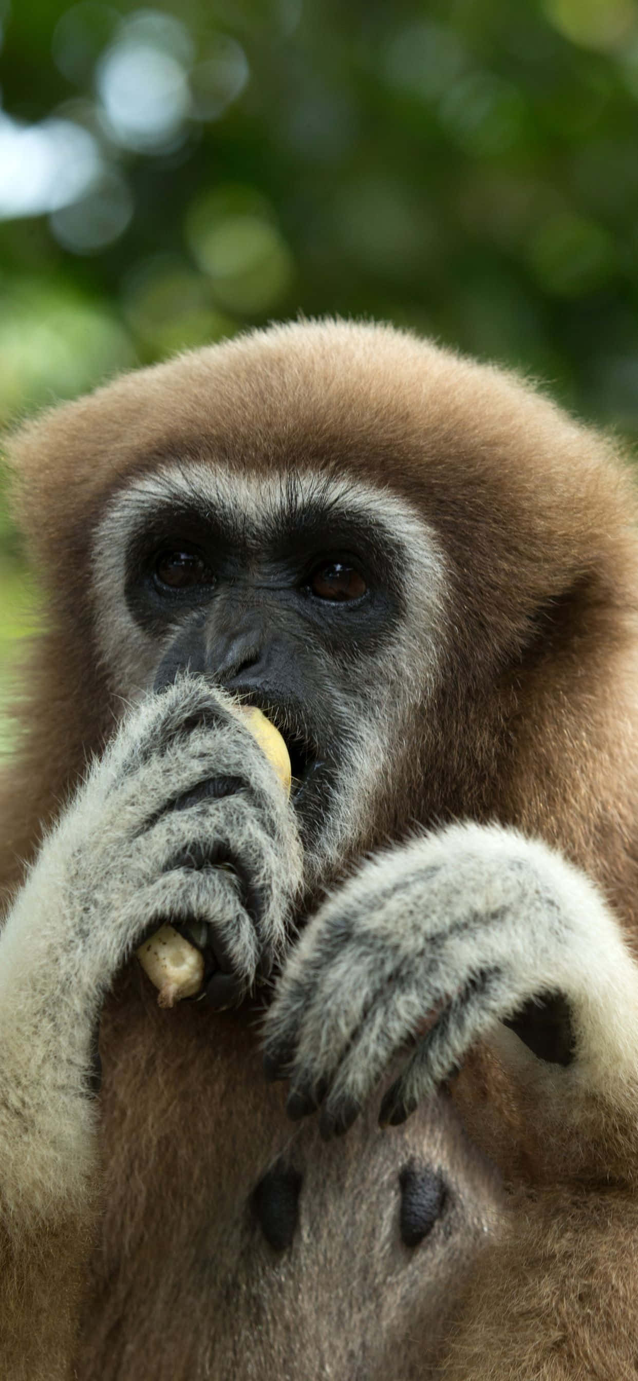 Bilde Gibbon som slapper av på en Apple iPhone Xs Max Bakgrunner