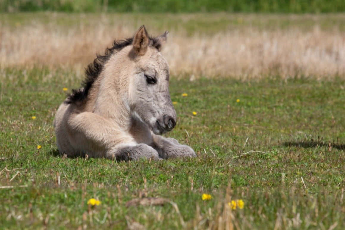 Bilde Herlig hest som poserer i enga Bakgrunner