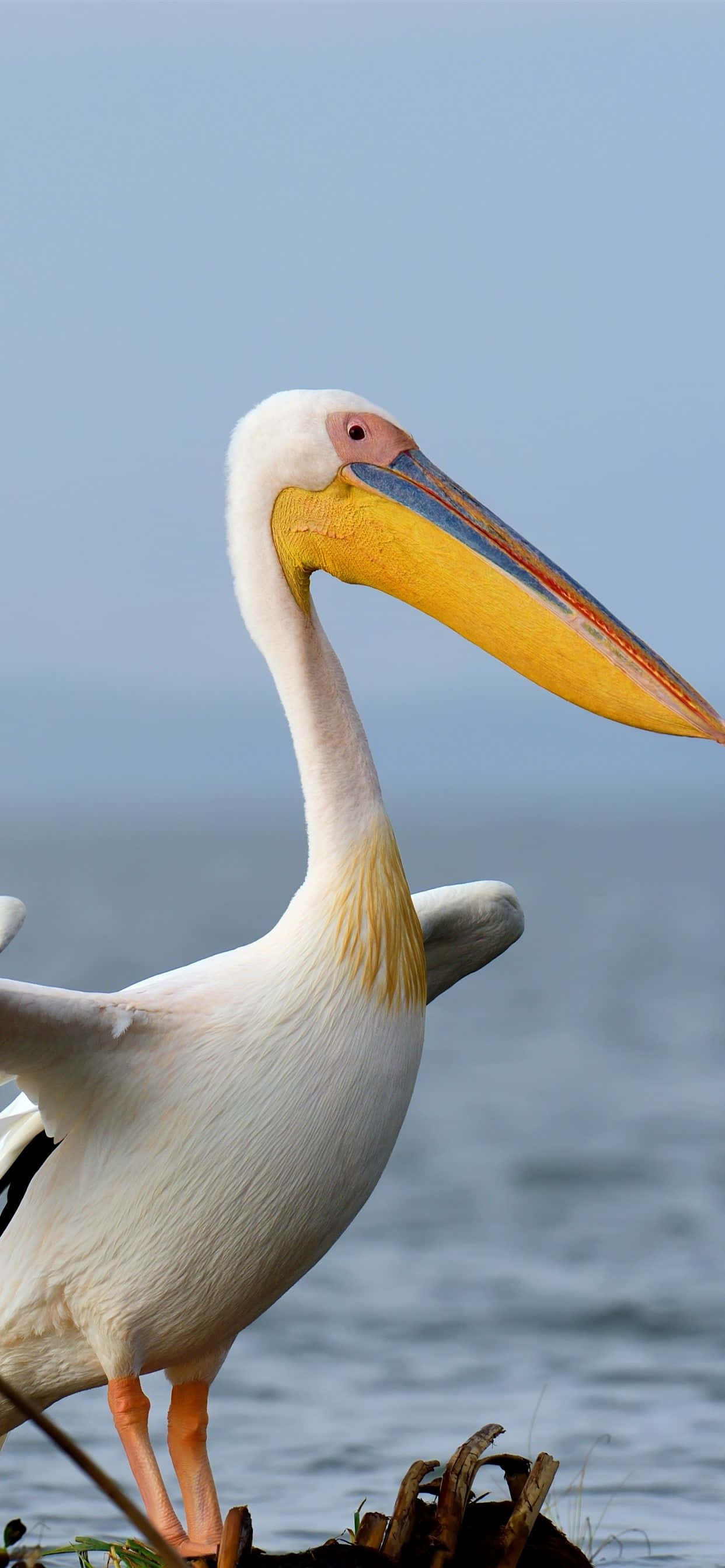 Bilde Pelikaner nær strandlinjen Bakgrunner
