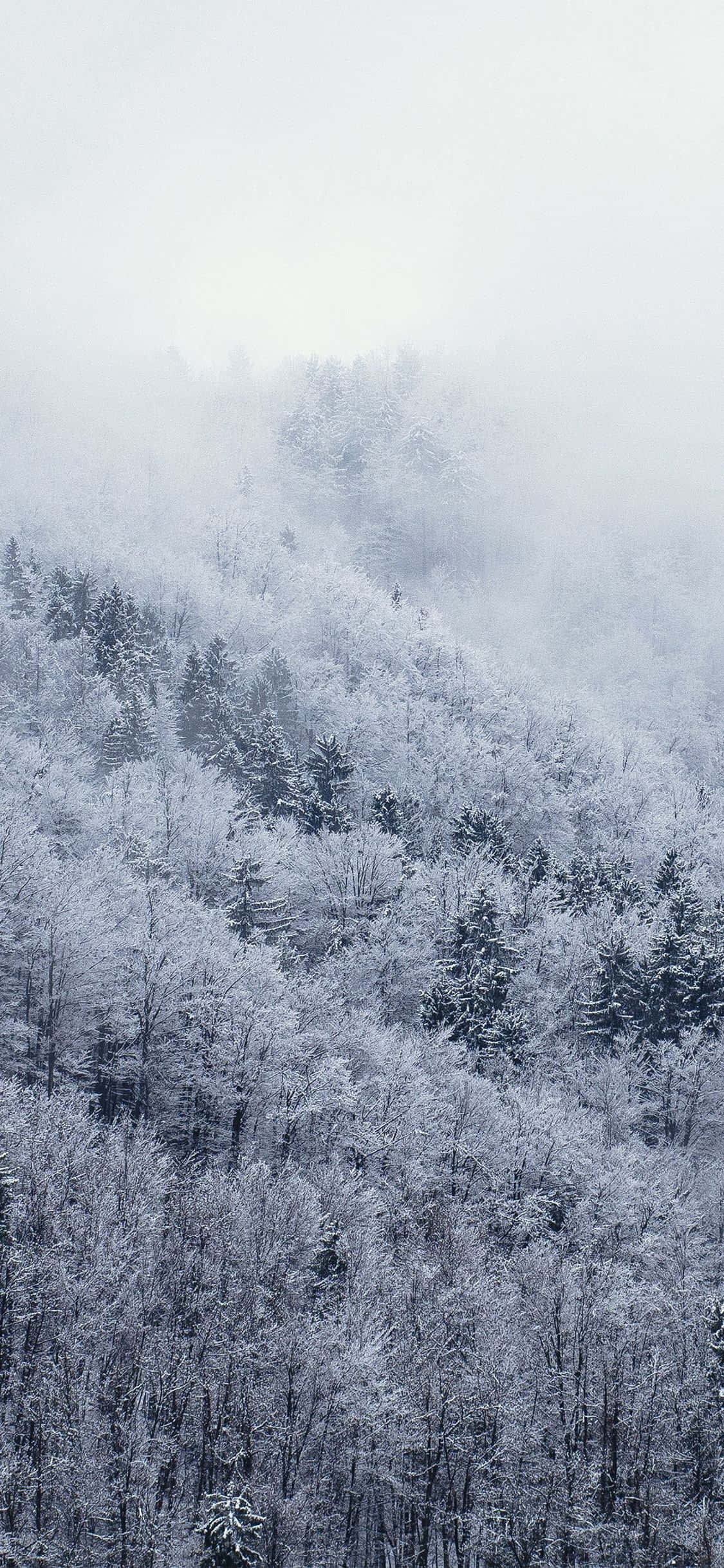 Bilde Utforsk det hvite vintereventyret med Snow iPhone Bakgrunner