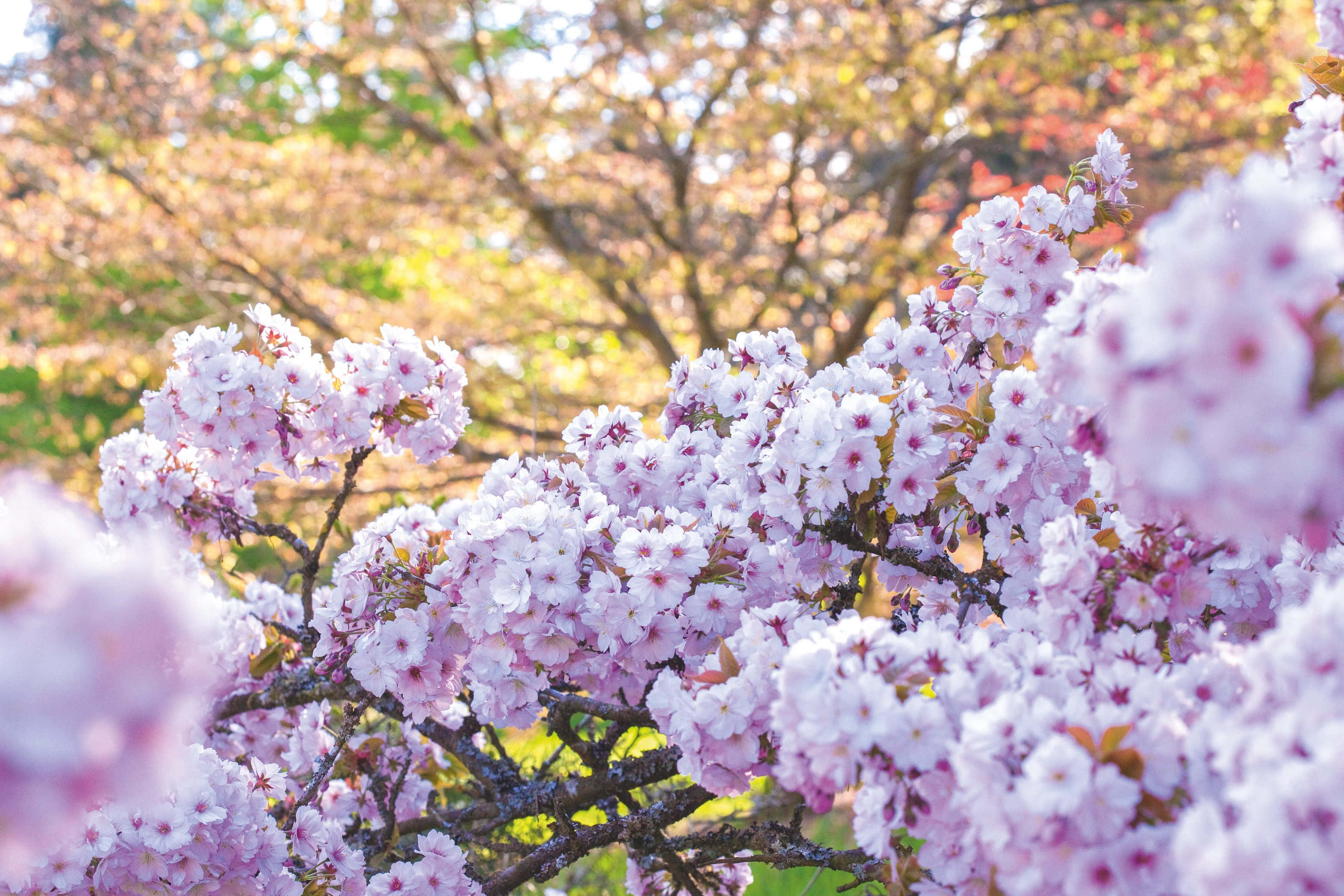 Bilder av kirsebærblomster Bakgrunner