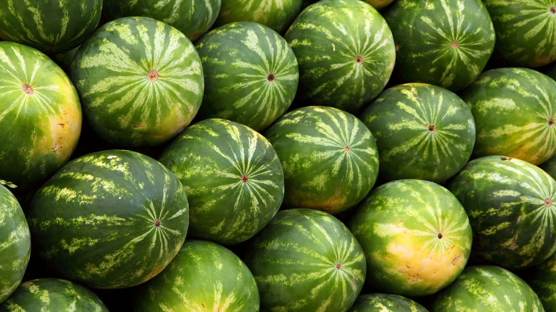 Bildetekst: En forfriskende sommerbit Bakgrunner