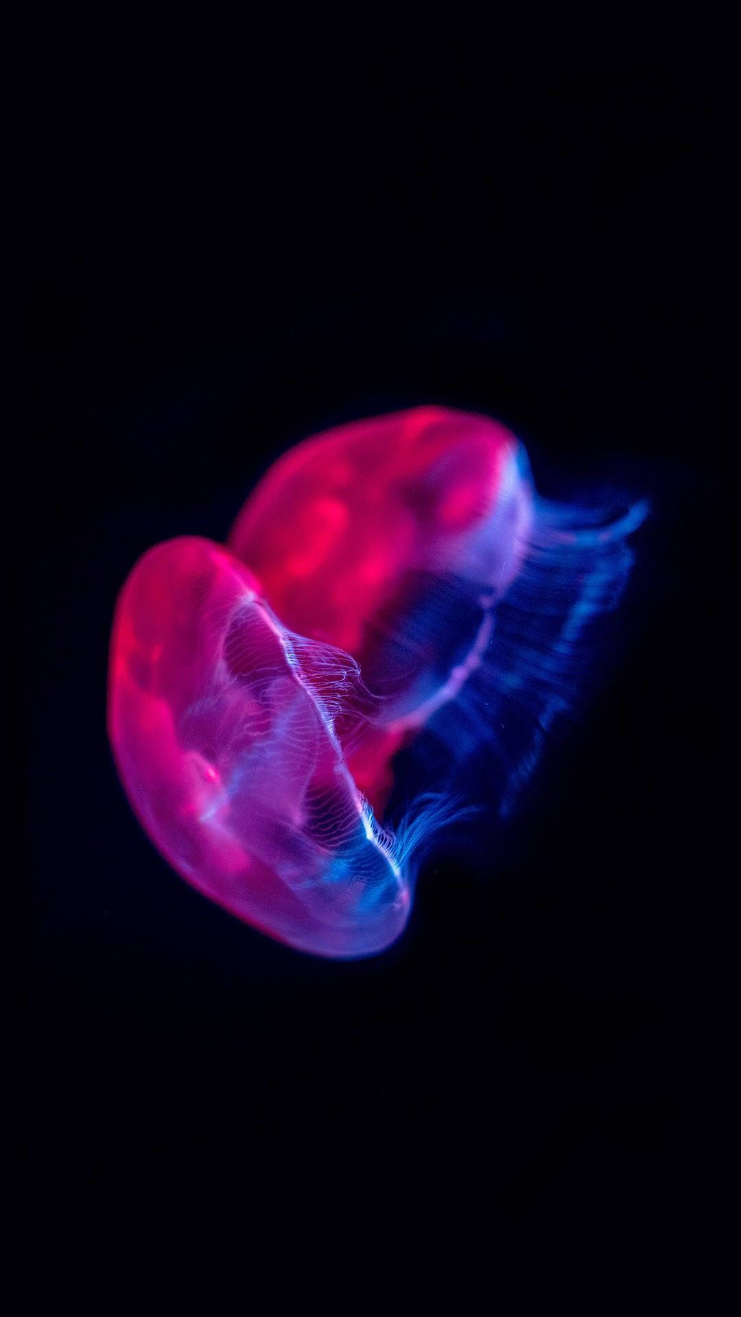 Bildetekst: Majestetisk Magenta Manet i OLED-skjerm Bakgrunner