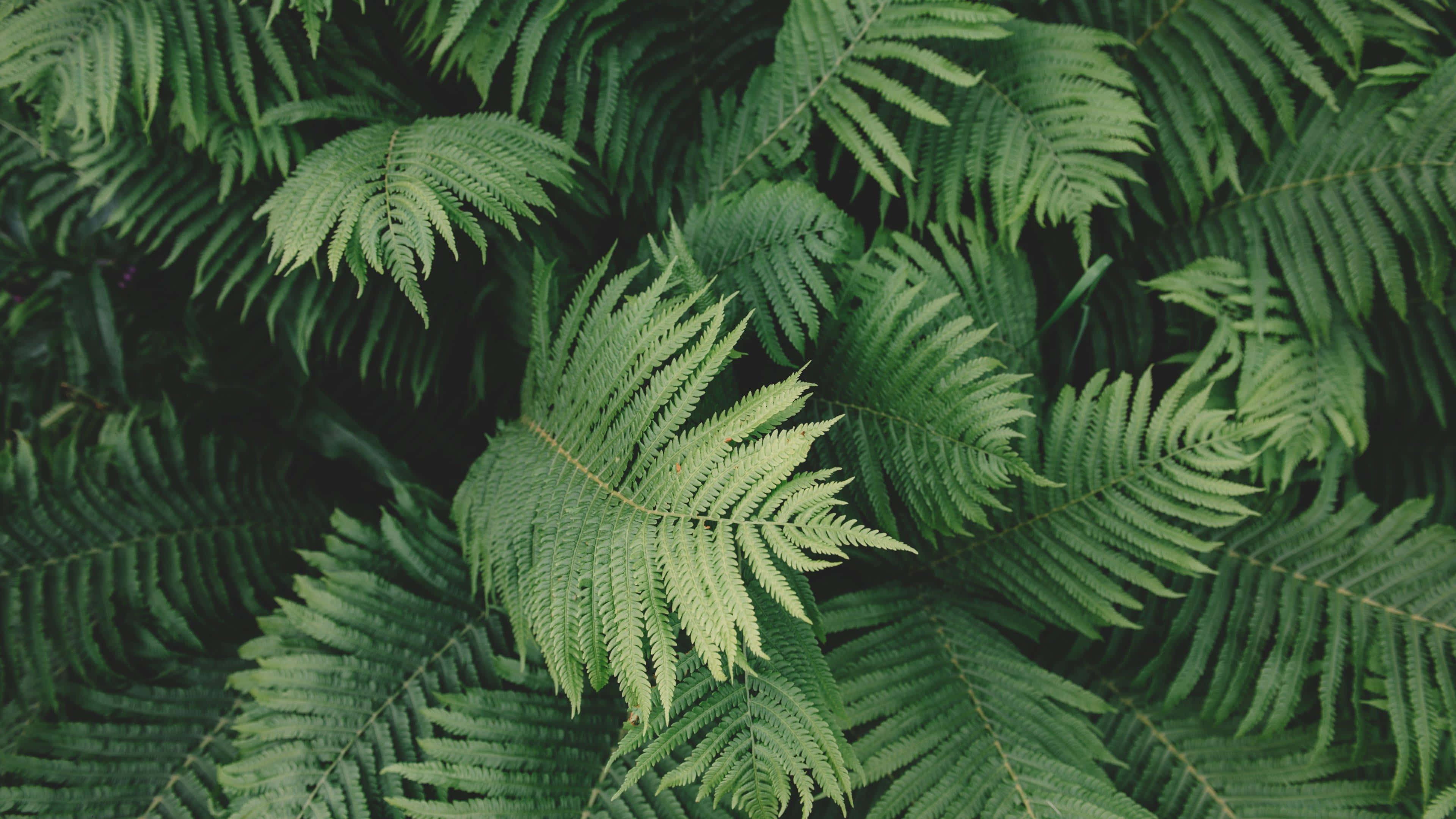 Bildetekst: Sage Green Aesthetic Bakgrunn Bakgrunner