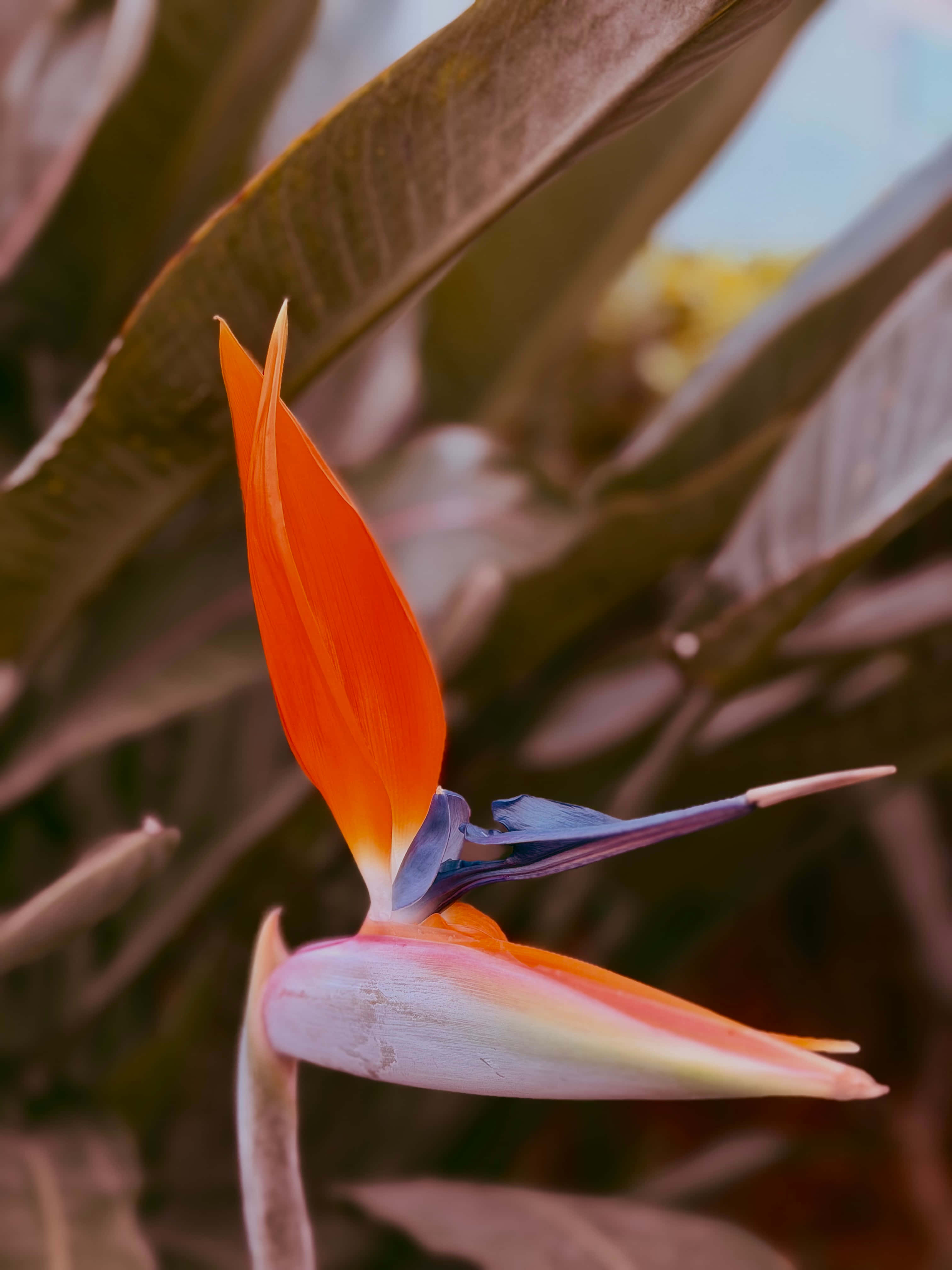 Bird of Paradise-blomst Bakgrunner