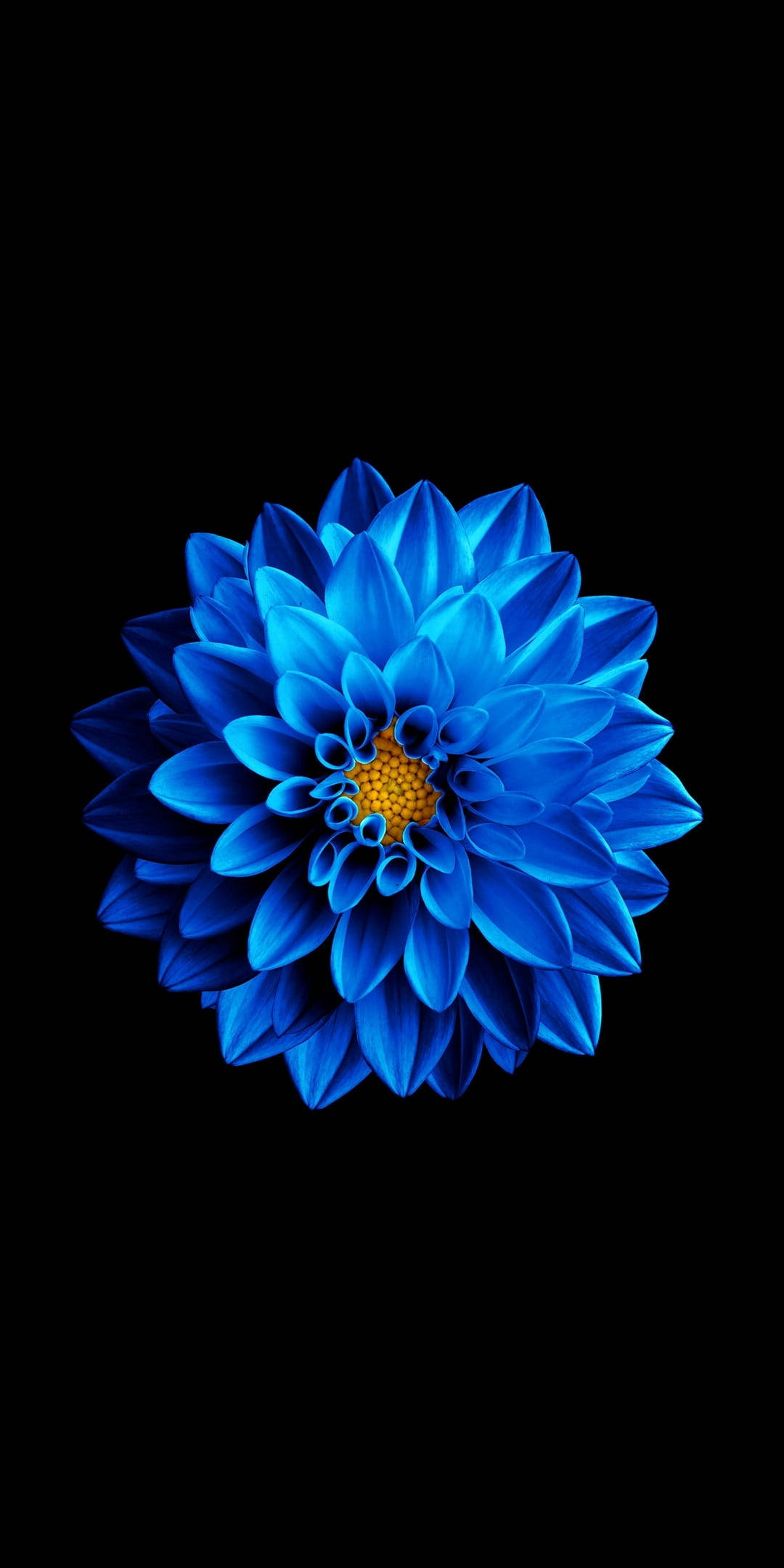 Blå blomst på svart amoled Bakgrunner