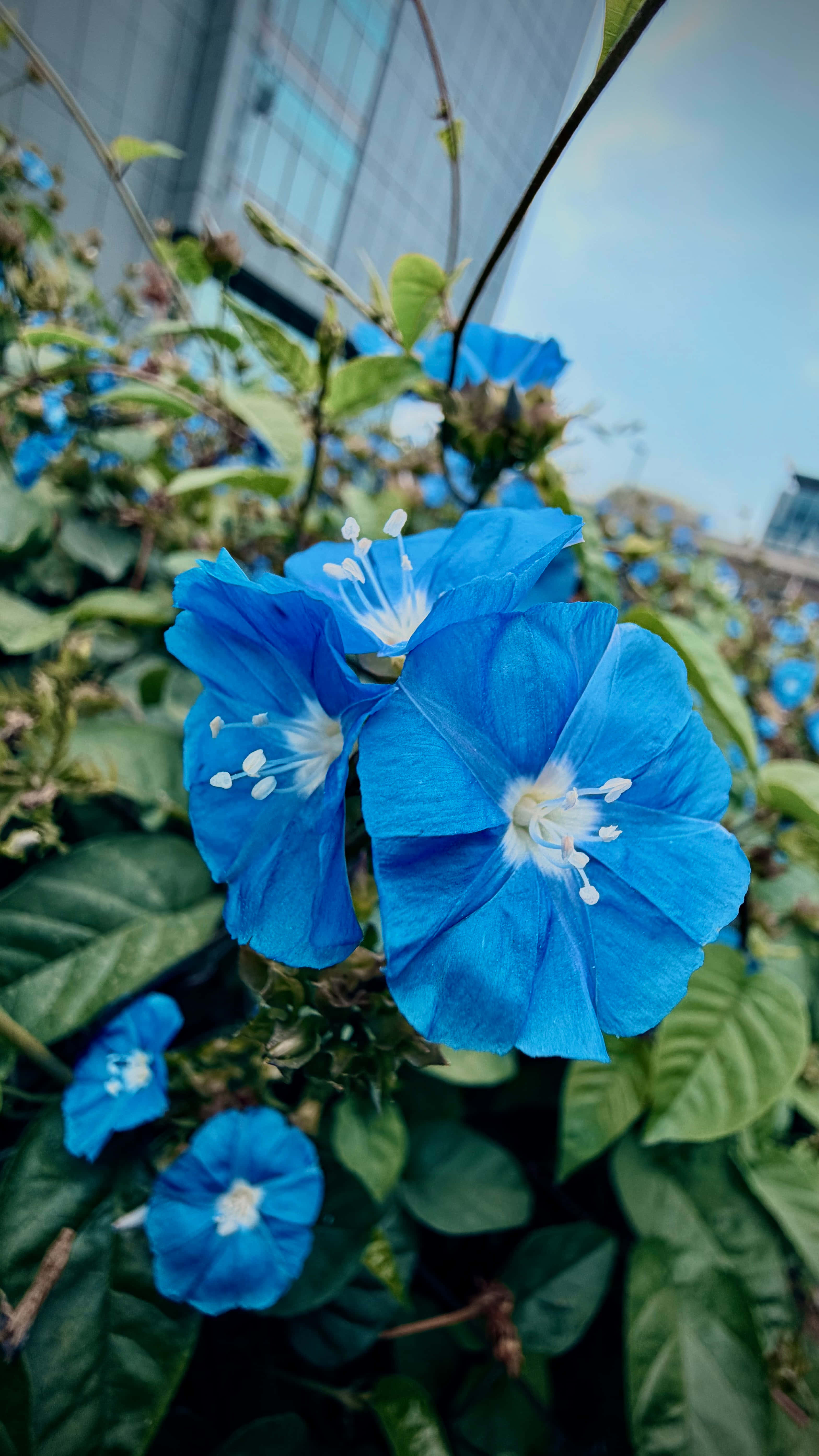 Blå blomster Bakgrunner