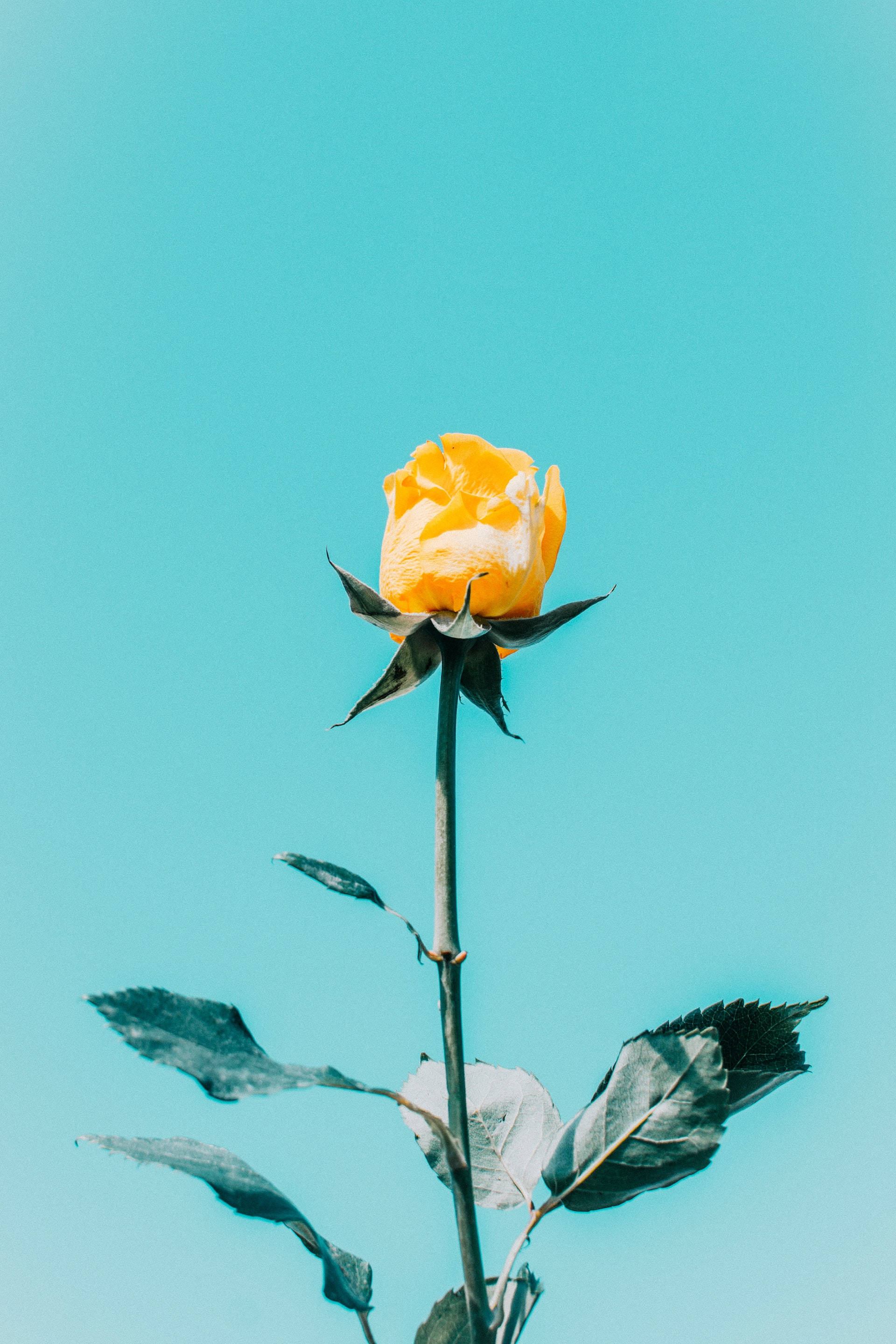 Blå himmel gul rose estetikk Bakgrunner