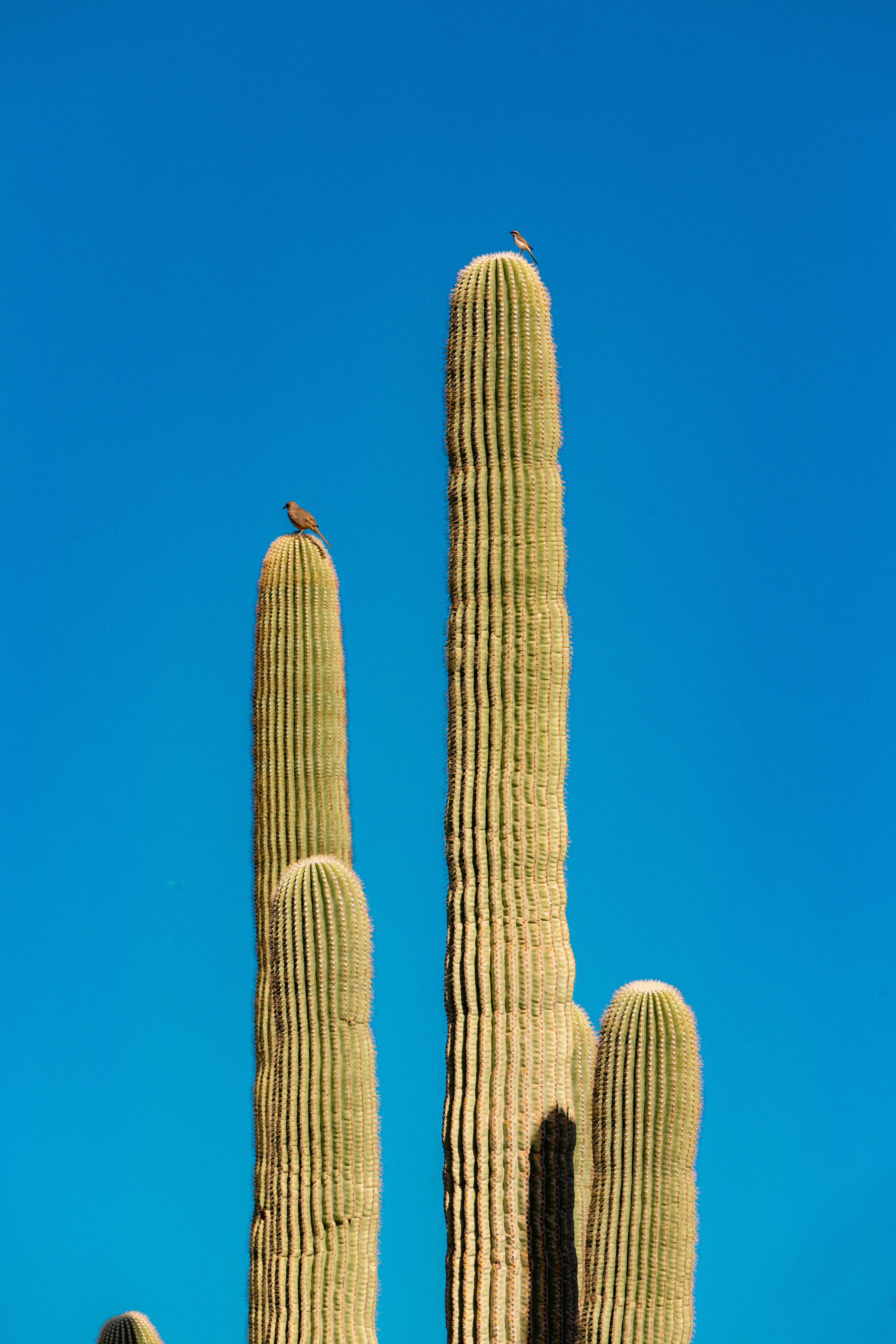 Blå himmel kaktusplante estetikk Bakgrunner