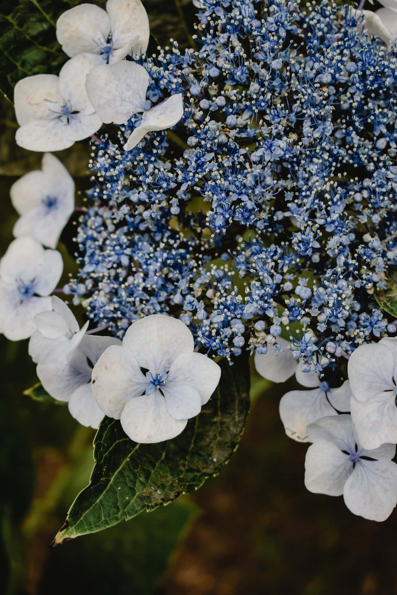 Blå hortensia Serrata-blomster Telefonbakgrunn Bakgrunner