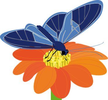 Blå sommerfugl på oransje blomst Bakgrunner