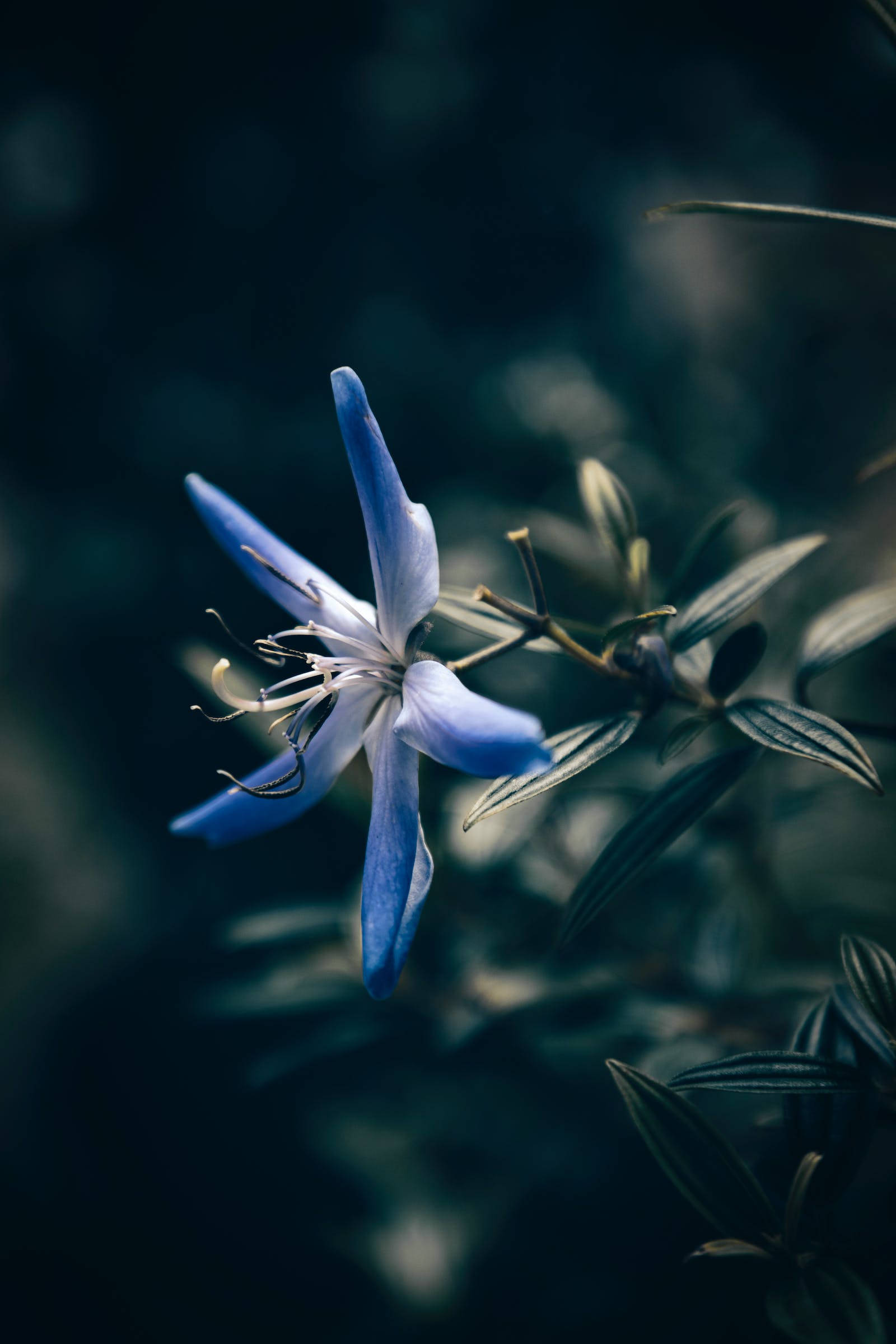 Blå stjerneblomst iPhone Bakgrunner