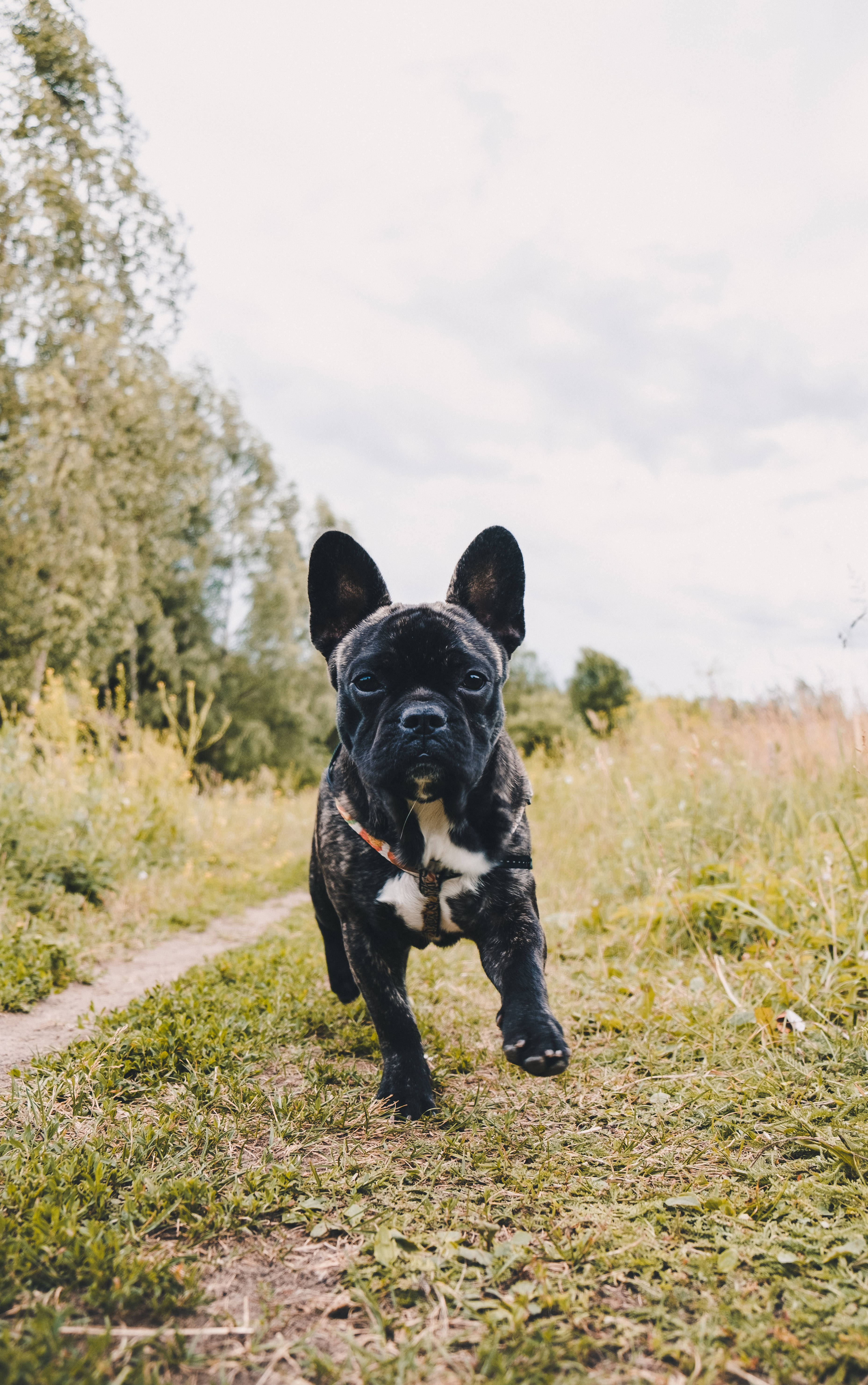 Svart Fransk Bulldog Valp Løper Bakgrunner
