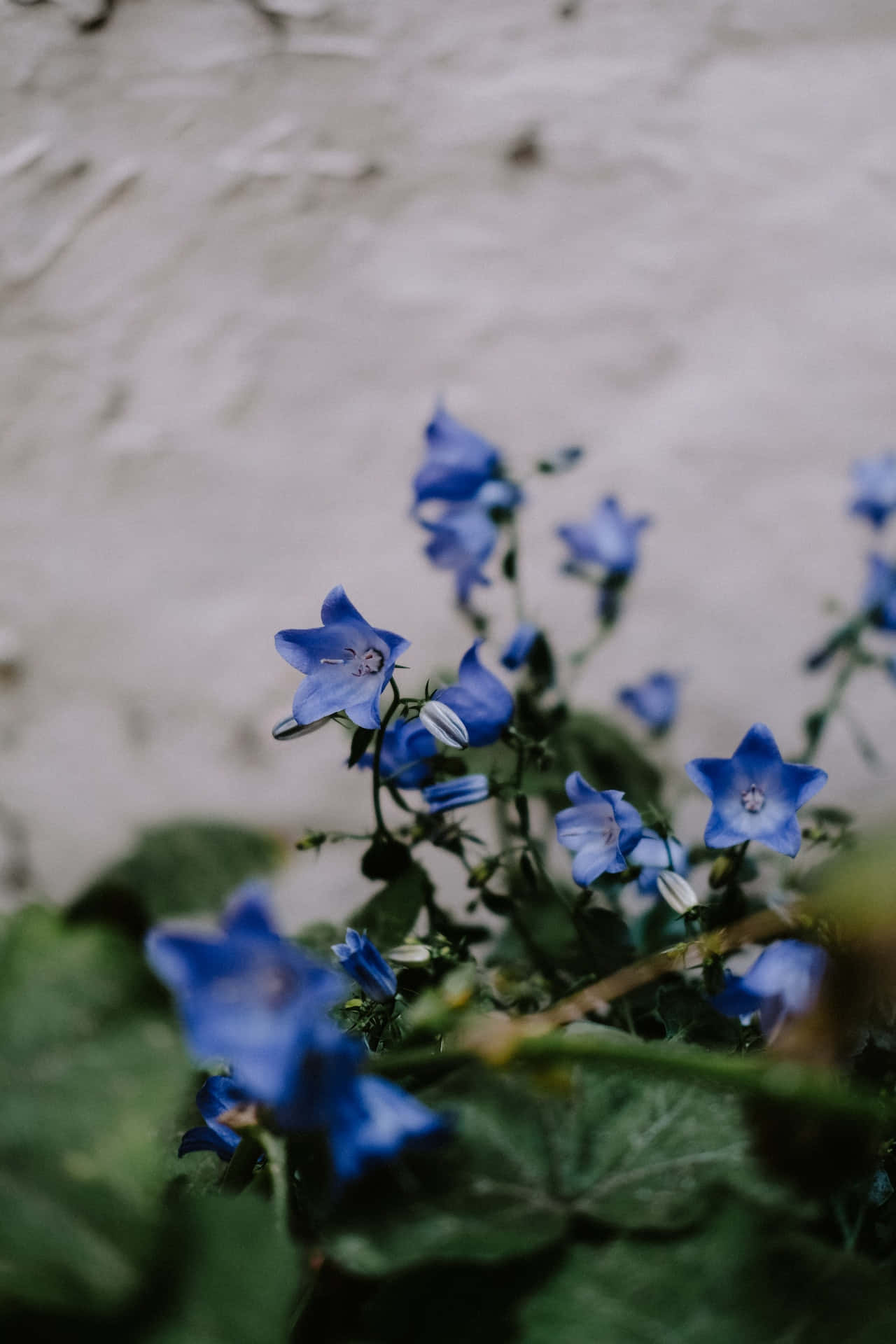 Blåklokke Blå Blomster Telefonbakgrunn Bakgrunner