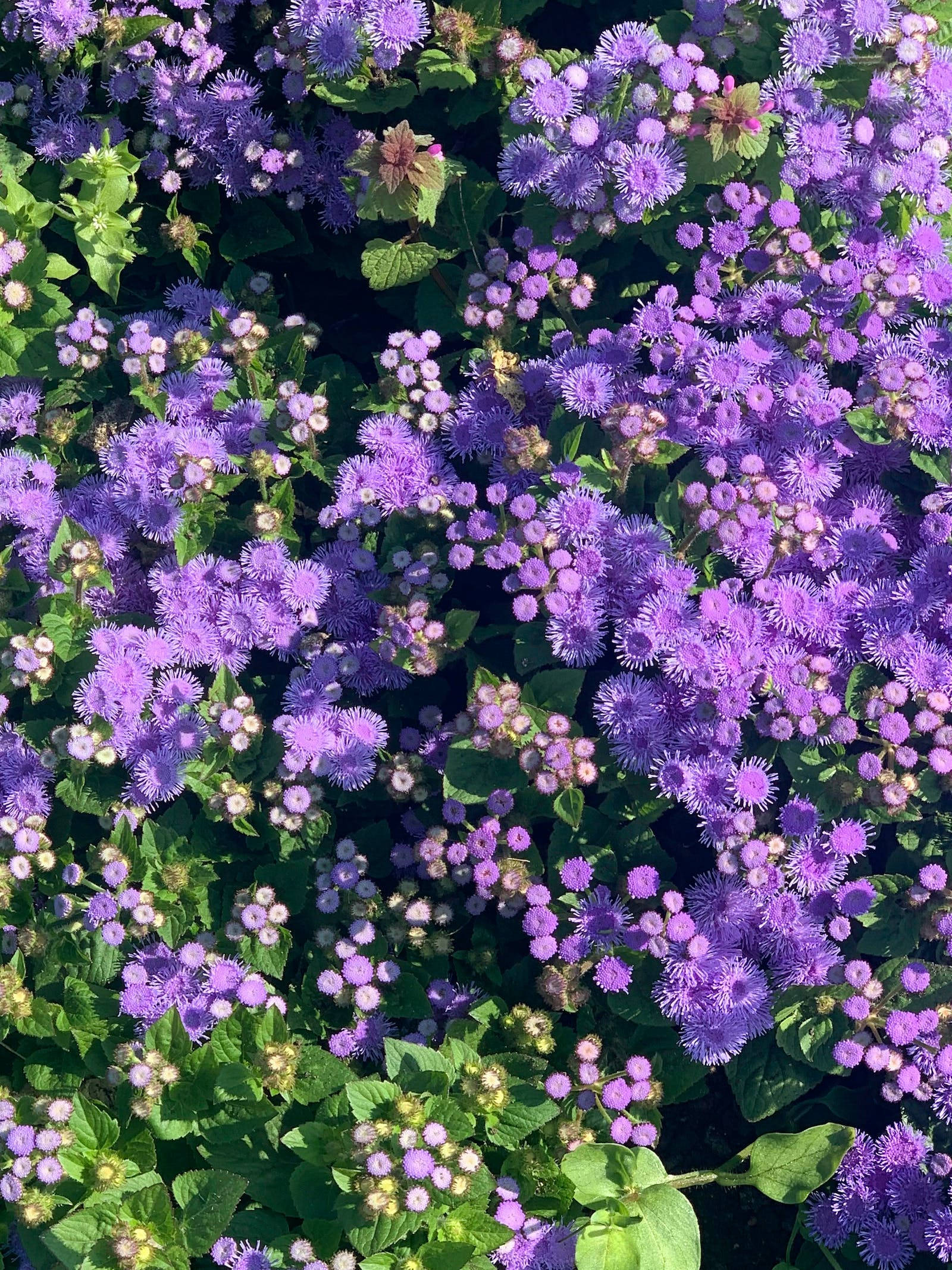 Blåmunkeblomster Floral iPhone Bakgrunner