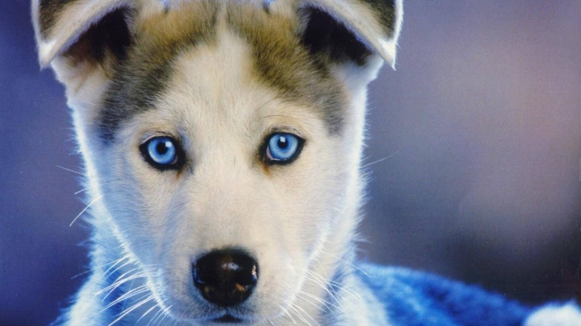 Blåøyde Brun Huskyvalp Bakgrunner