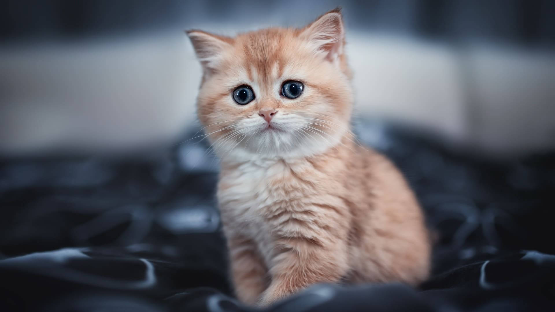 Blåøyd oransje estetisk katt Bakgrunner