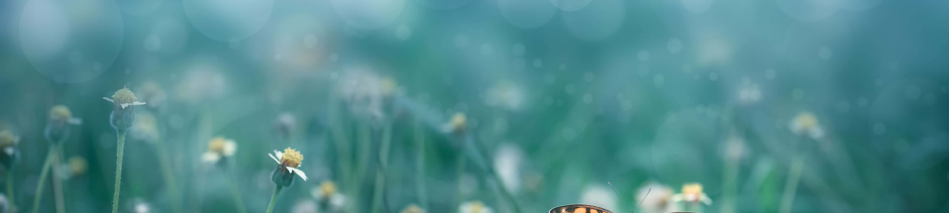 Bli inspirert av naturen Bakgrunner