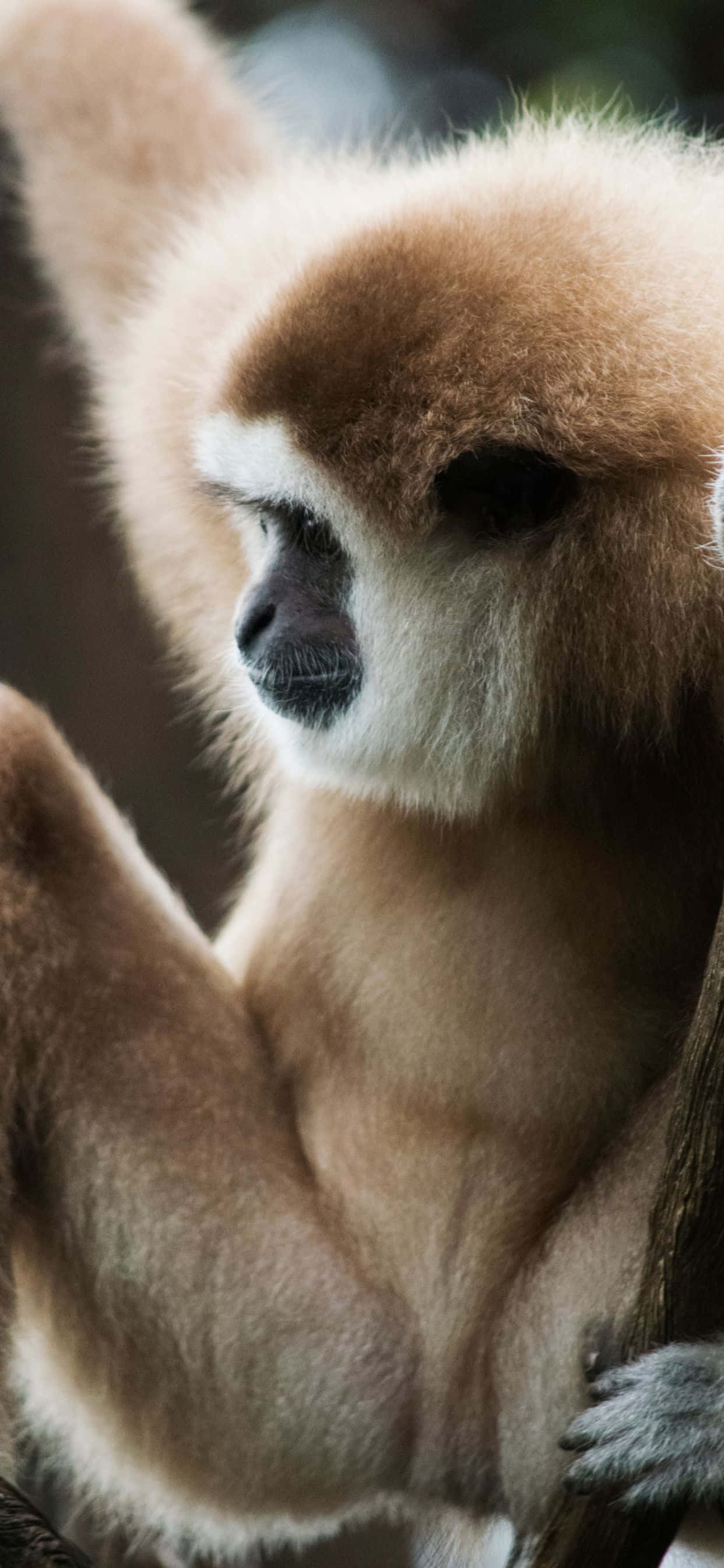 Bli inspirert av iPhone Xs Max Gibbon Bakgrunner