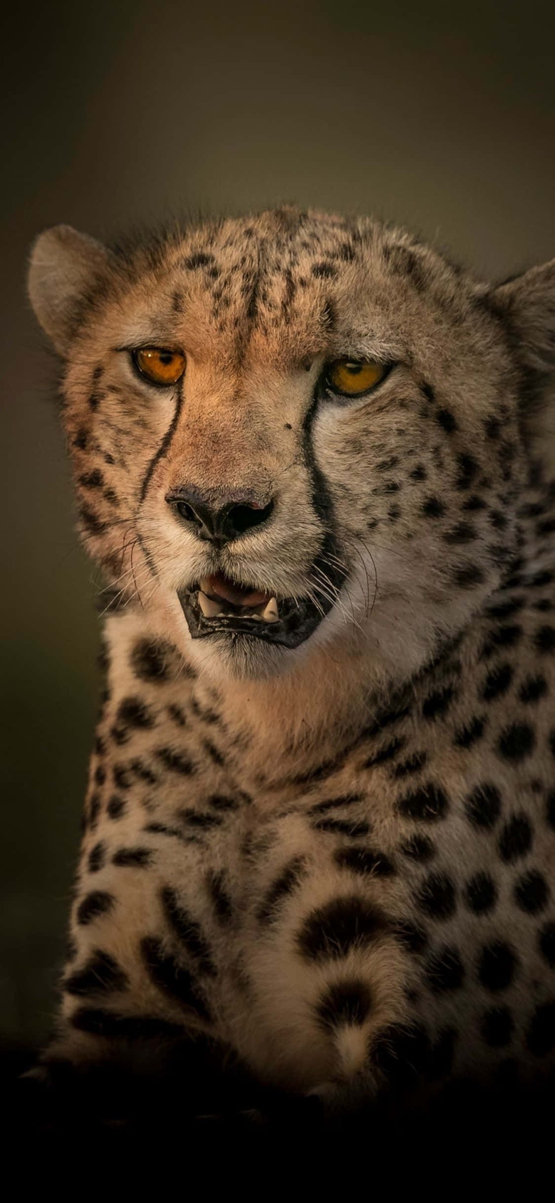 Bli stilig med Cheetah iPhone Bakgrunner